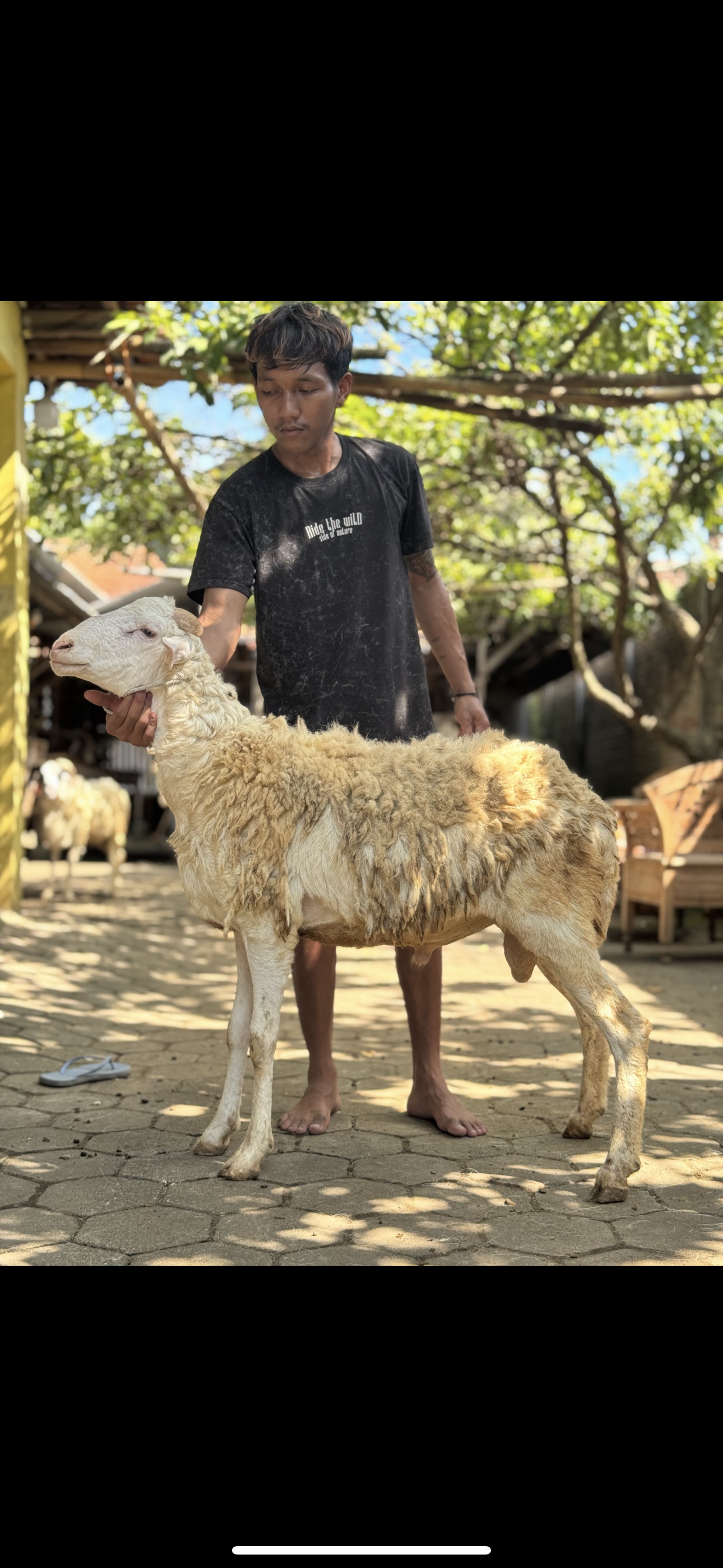 Sapi