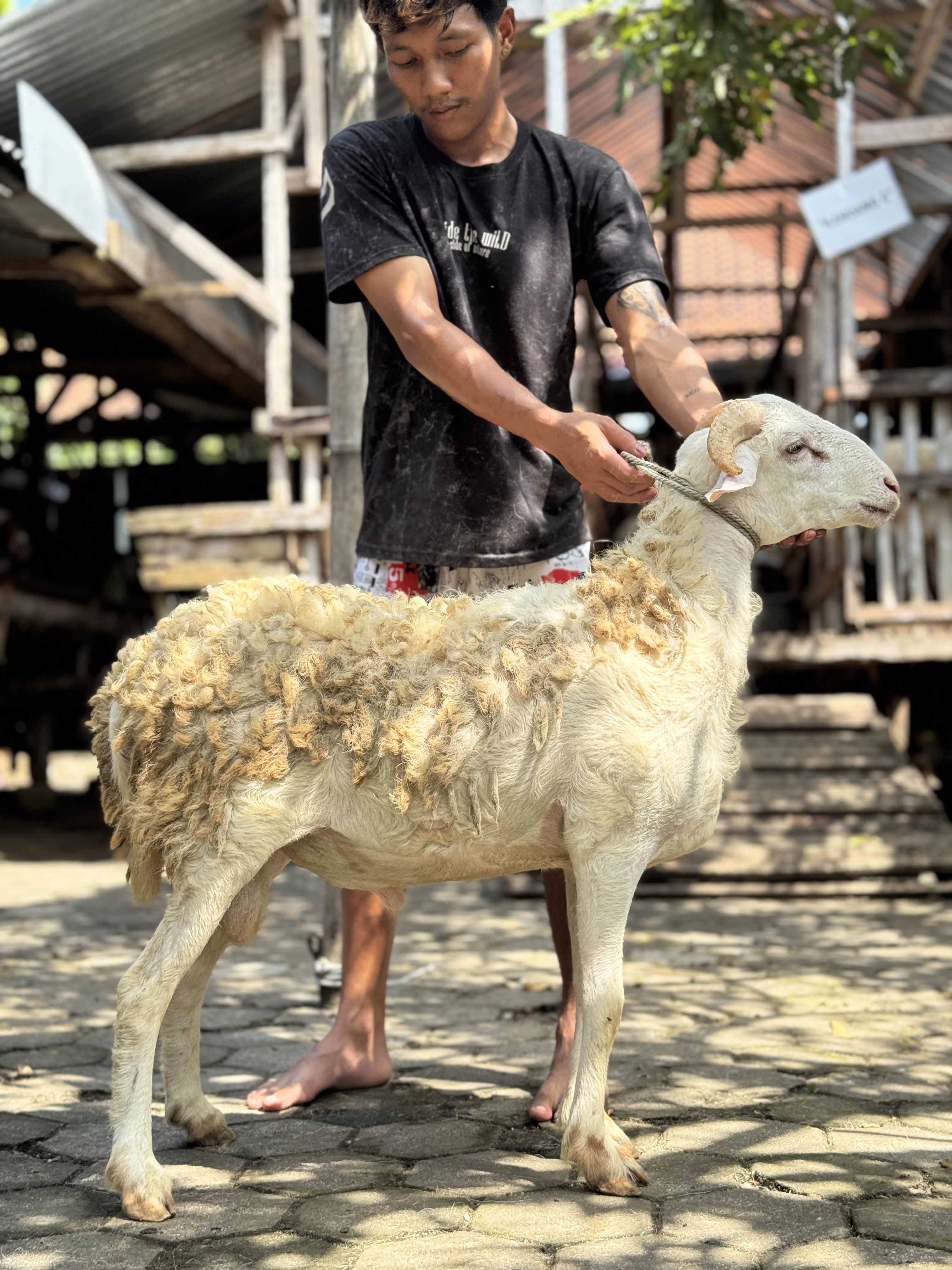 Sapi