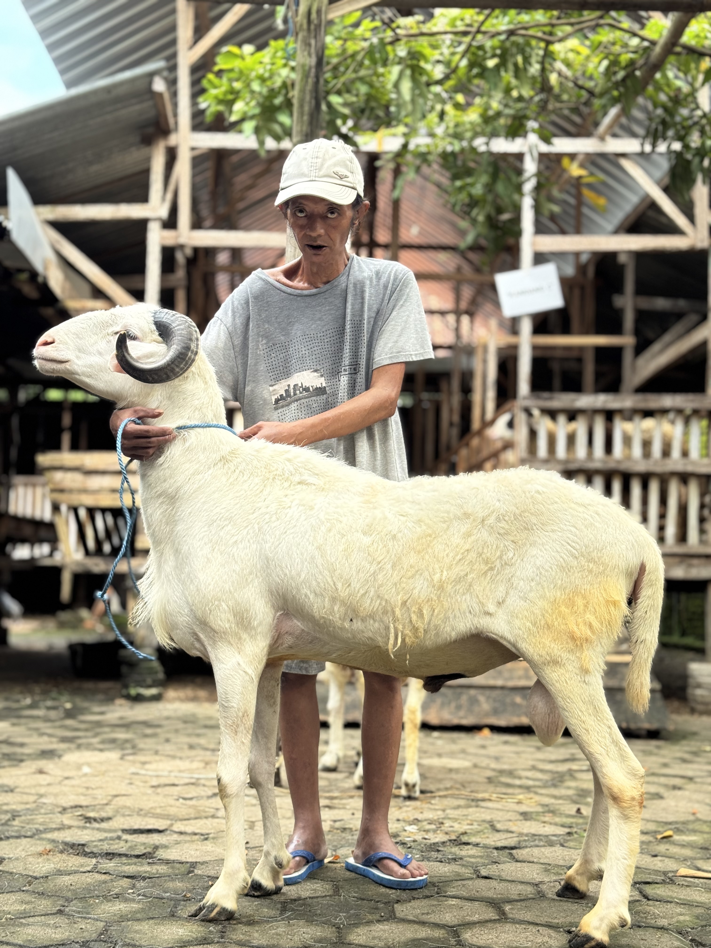 Sapi