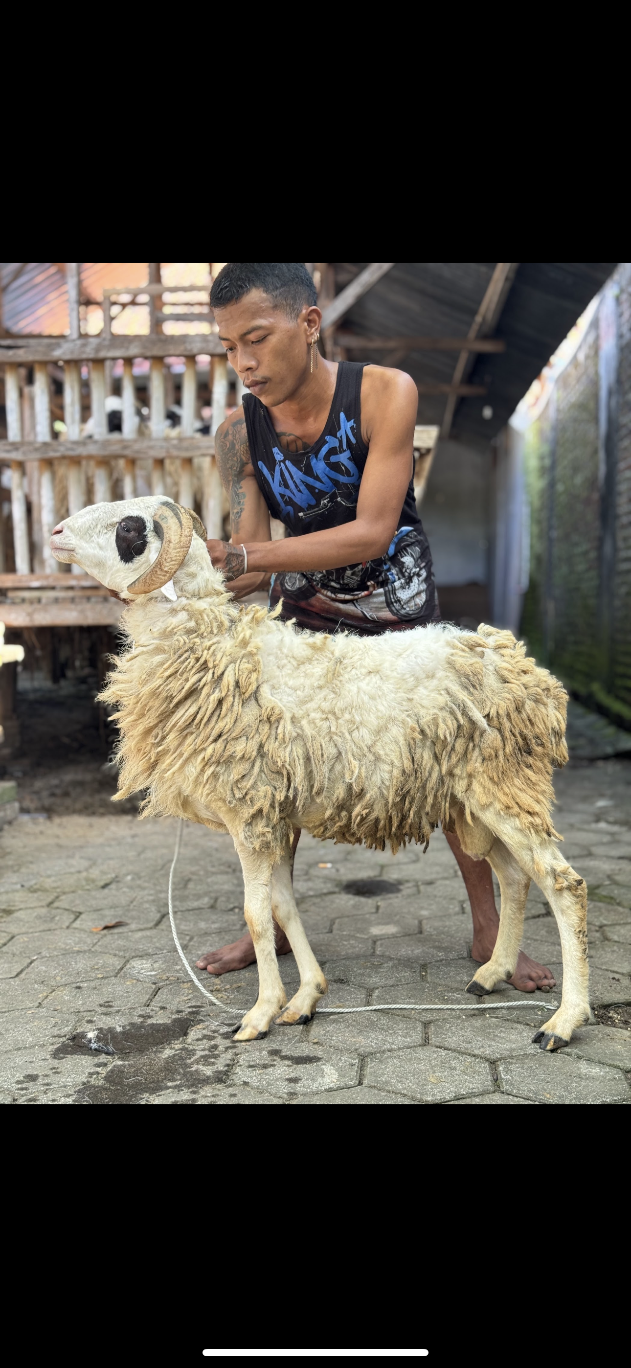 Sapi