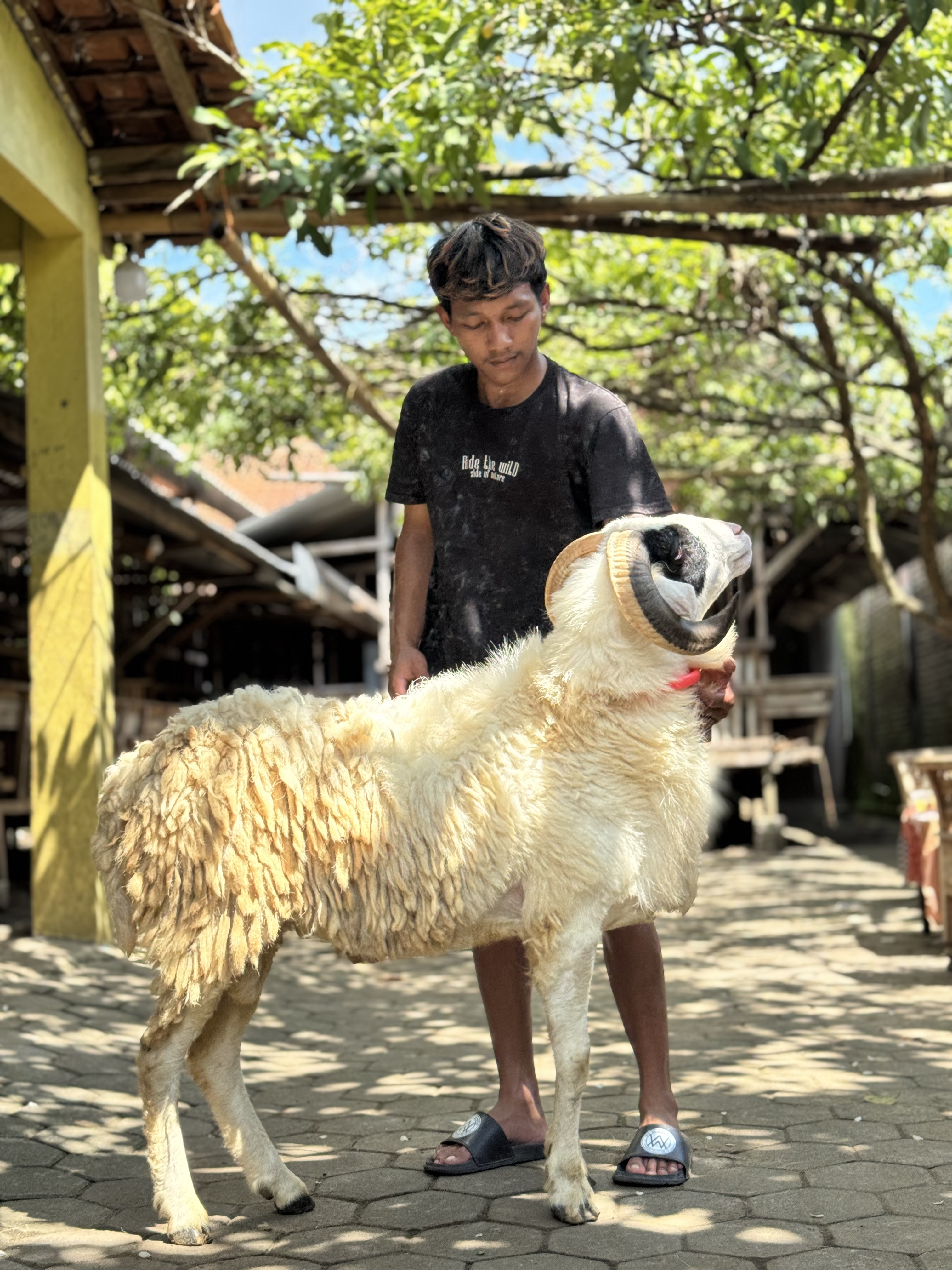 Sapi