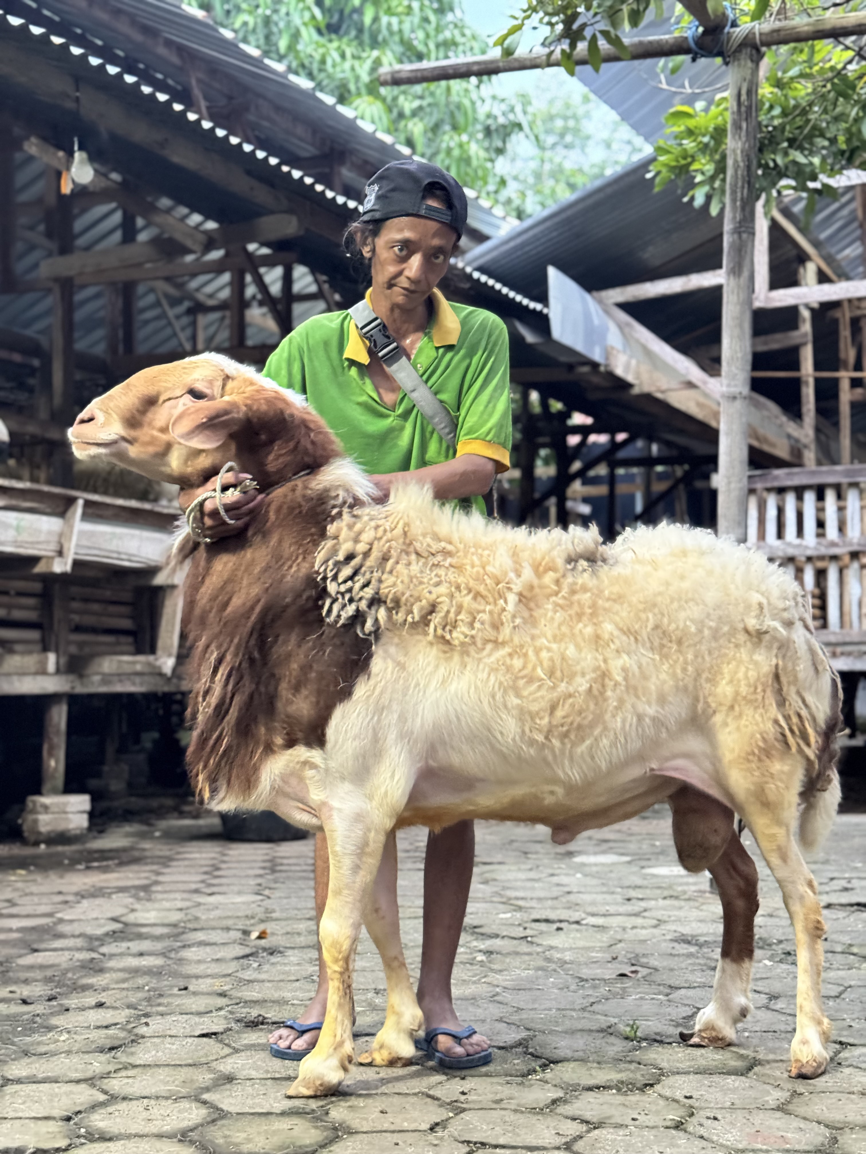 Sapi