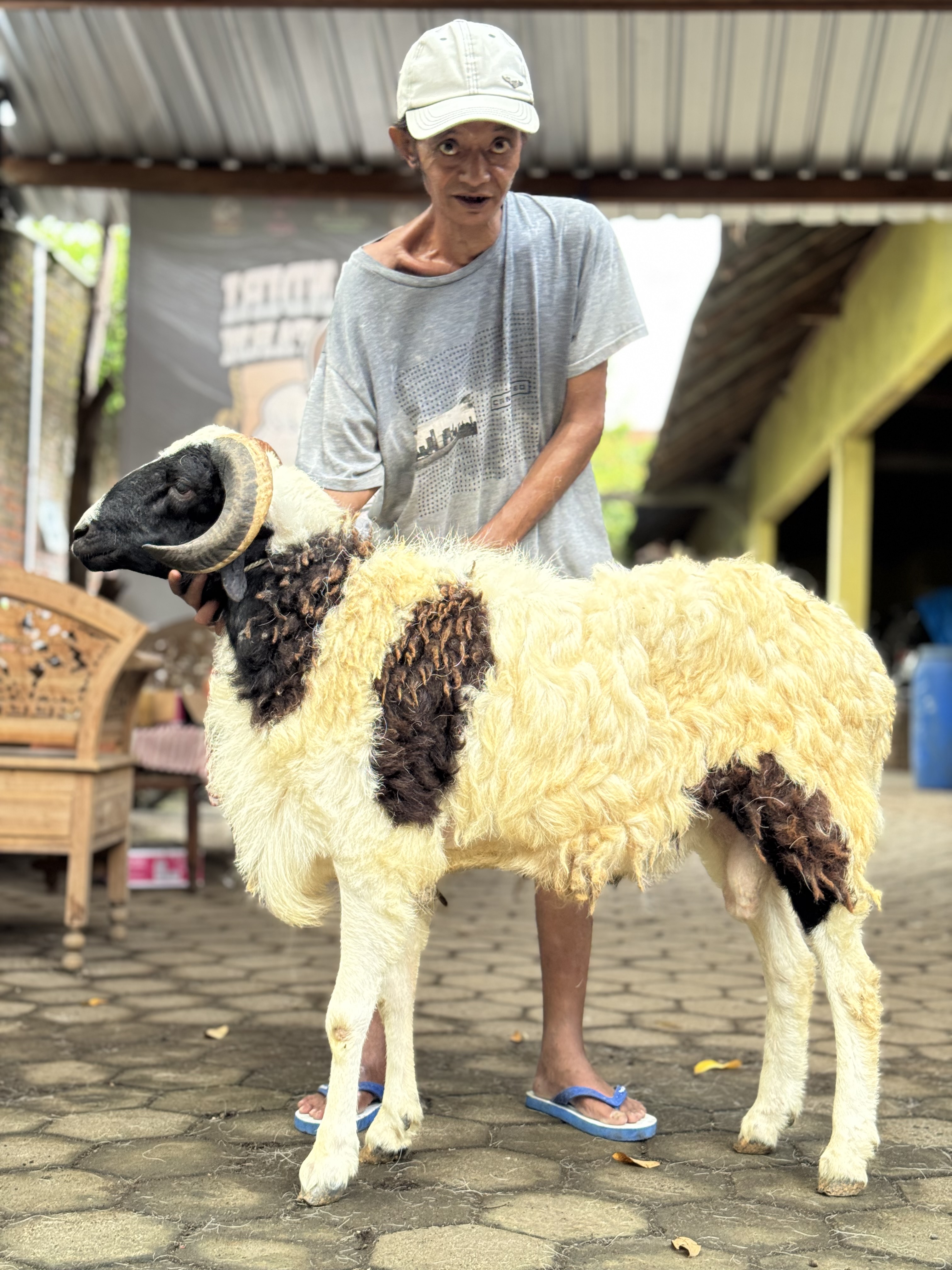 Sapi