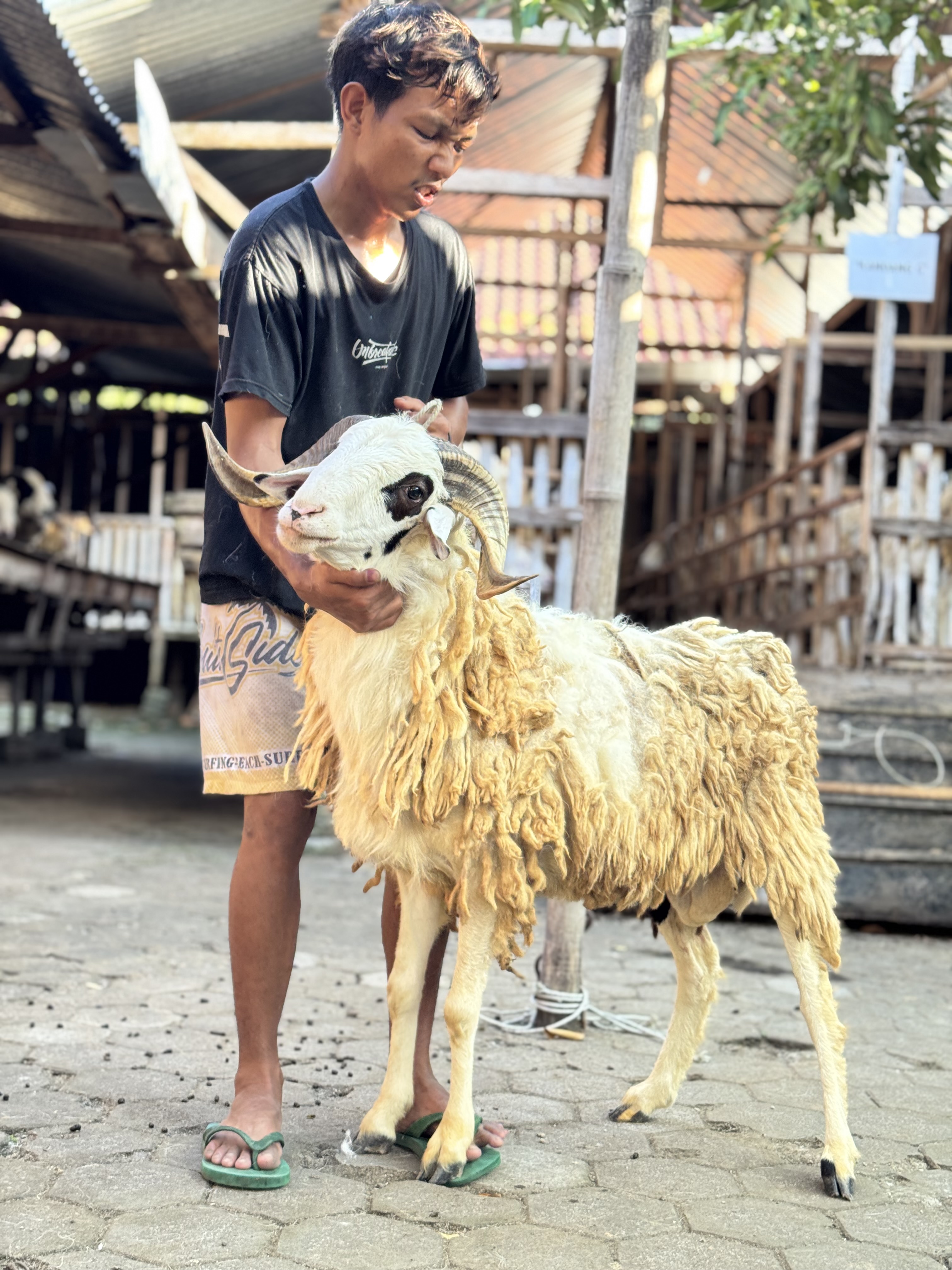 Sapi