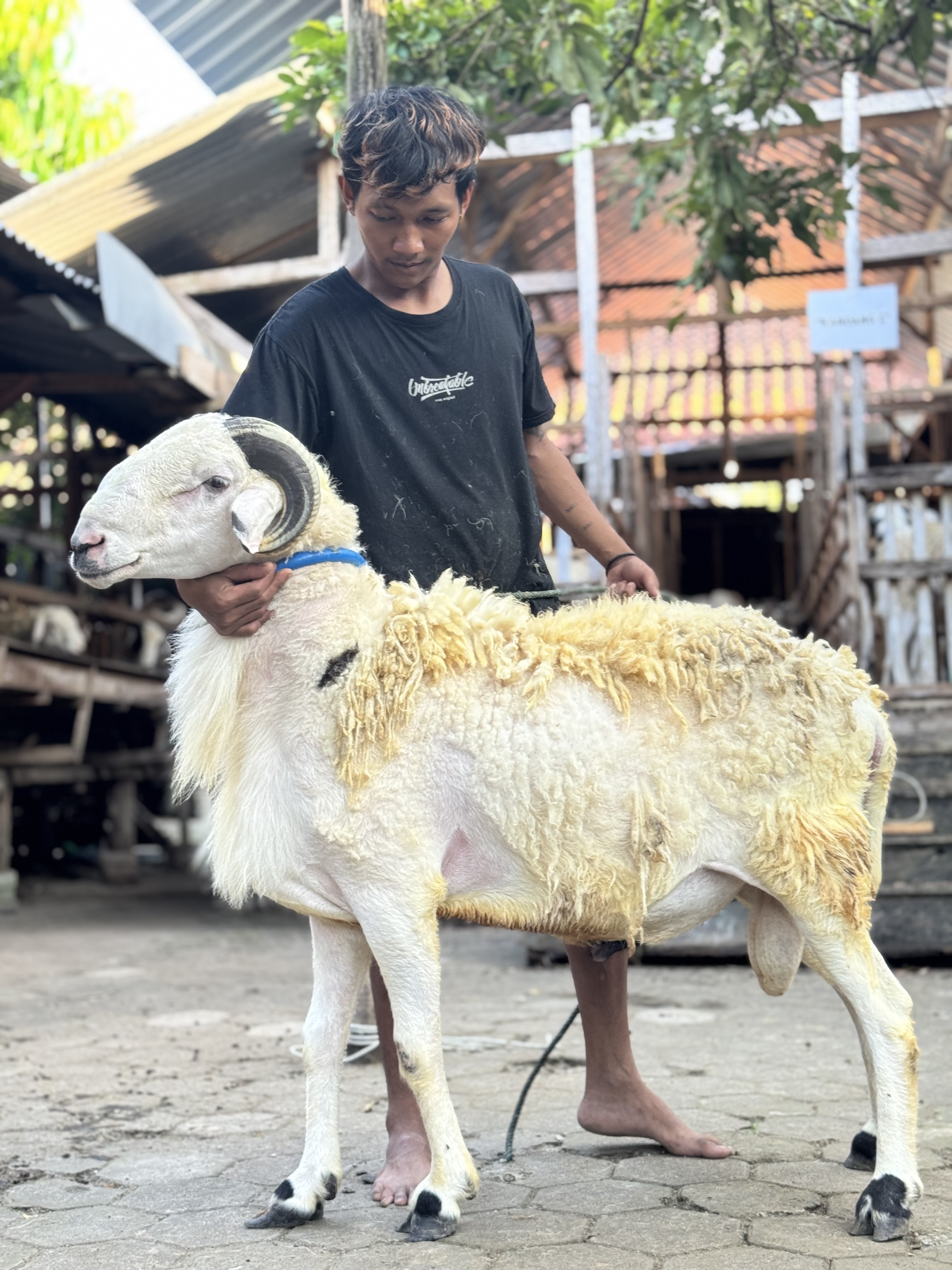 Sapi