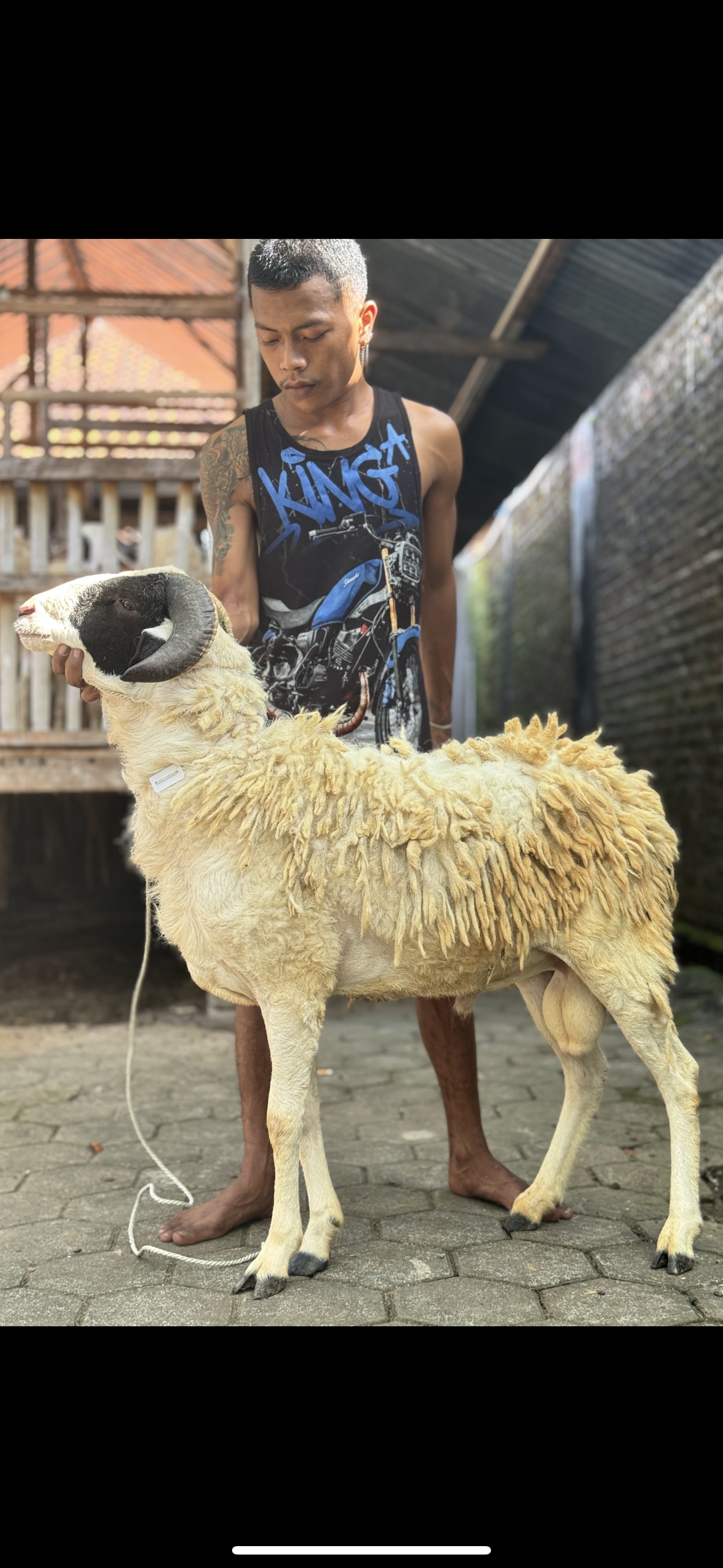 Sapi