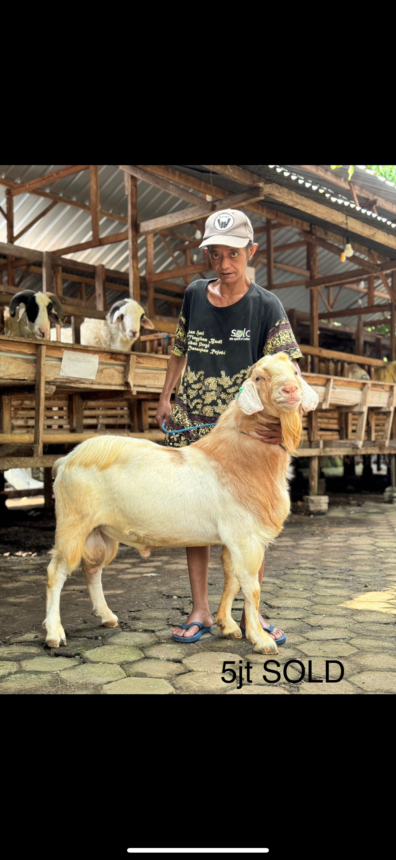 Sapi