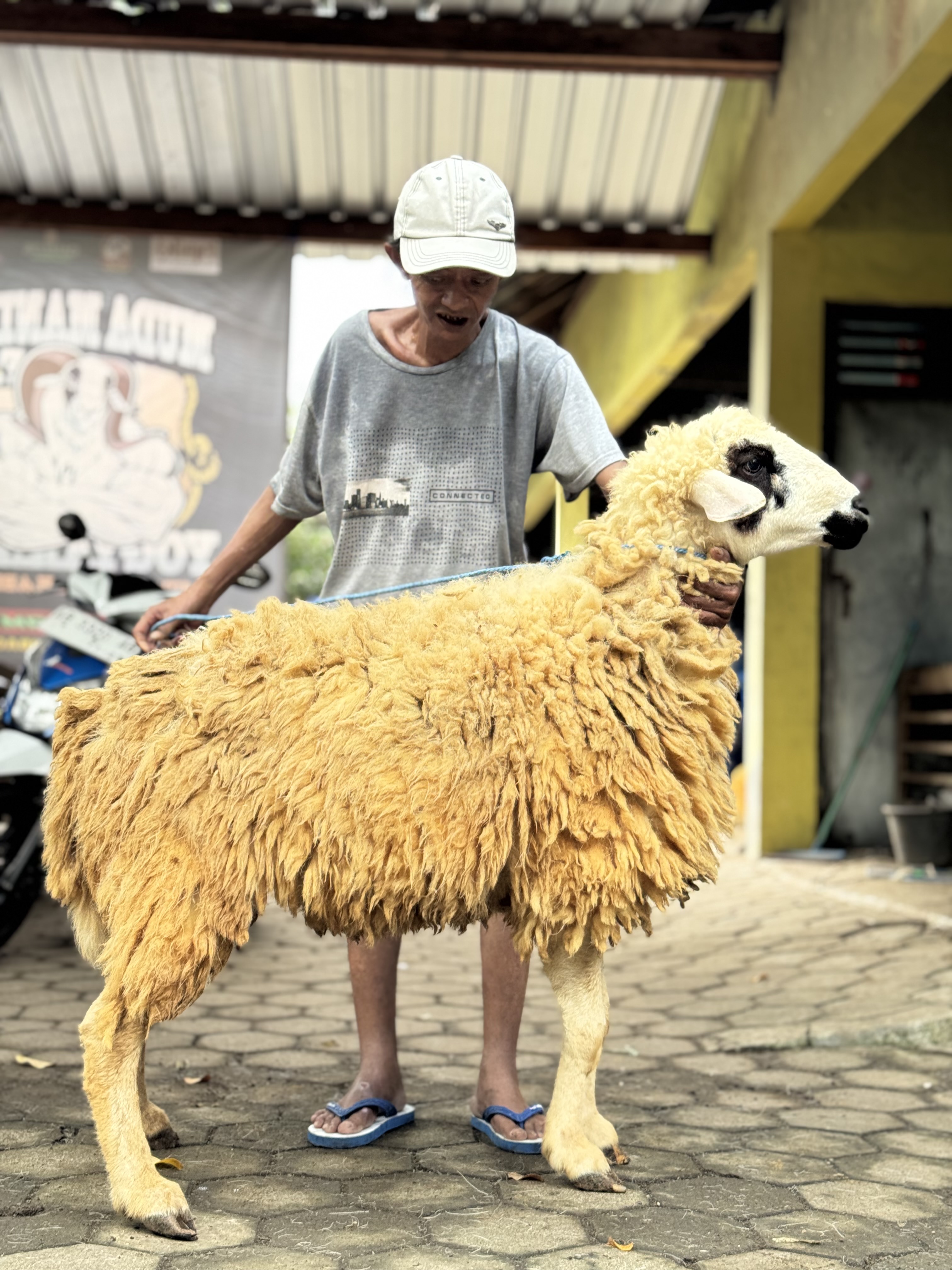 Sapi