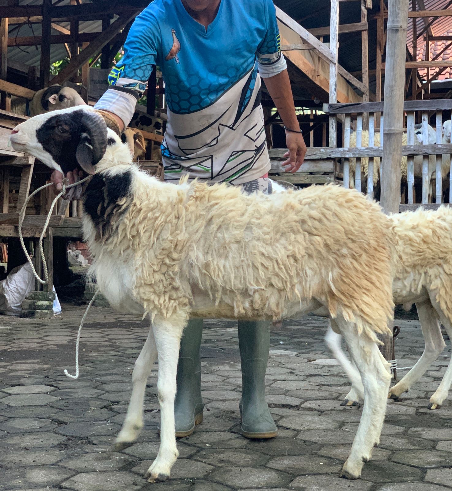 Sapi