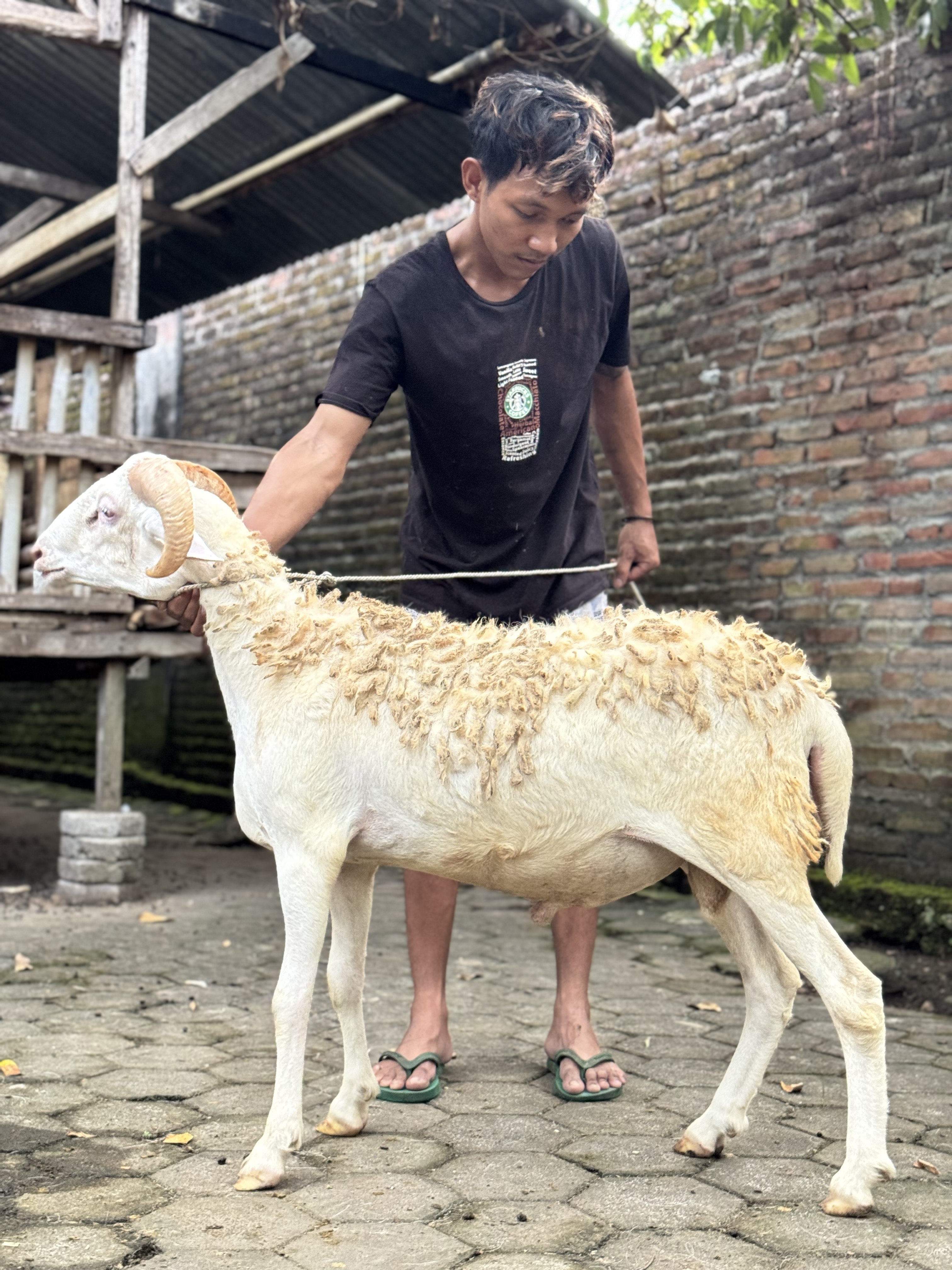 Sapi