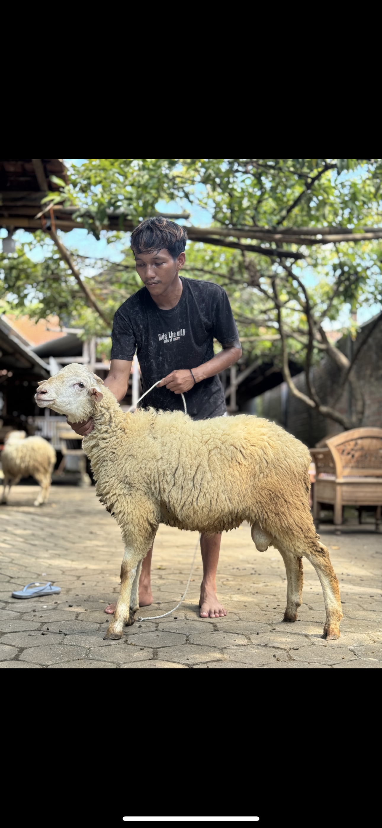 Sapi