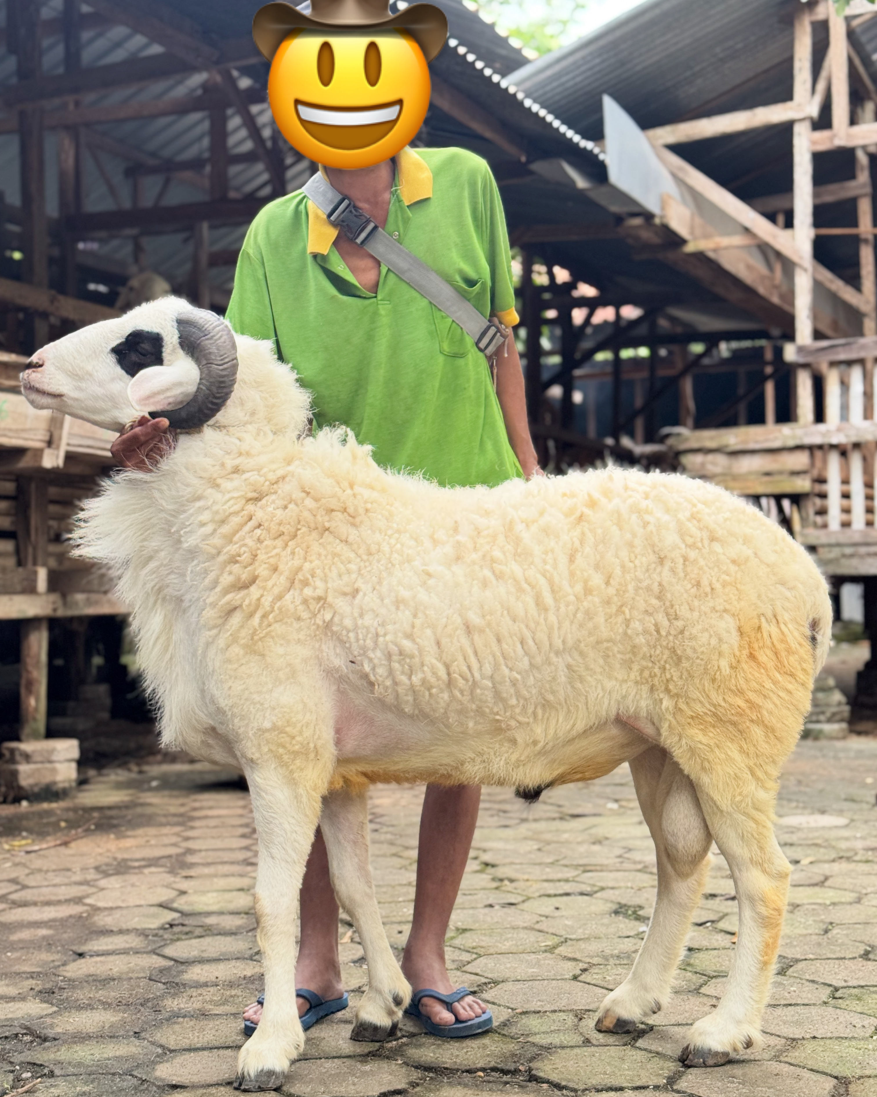 Sapi