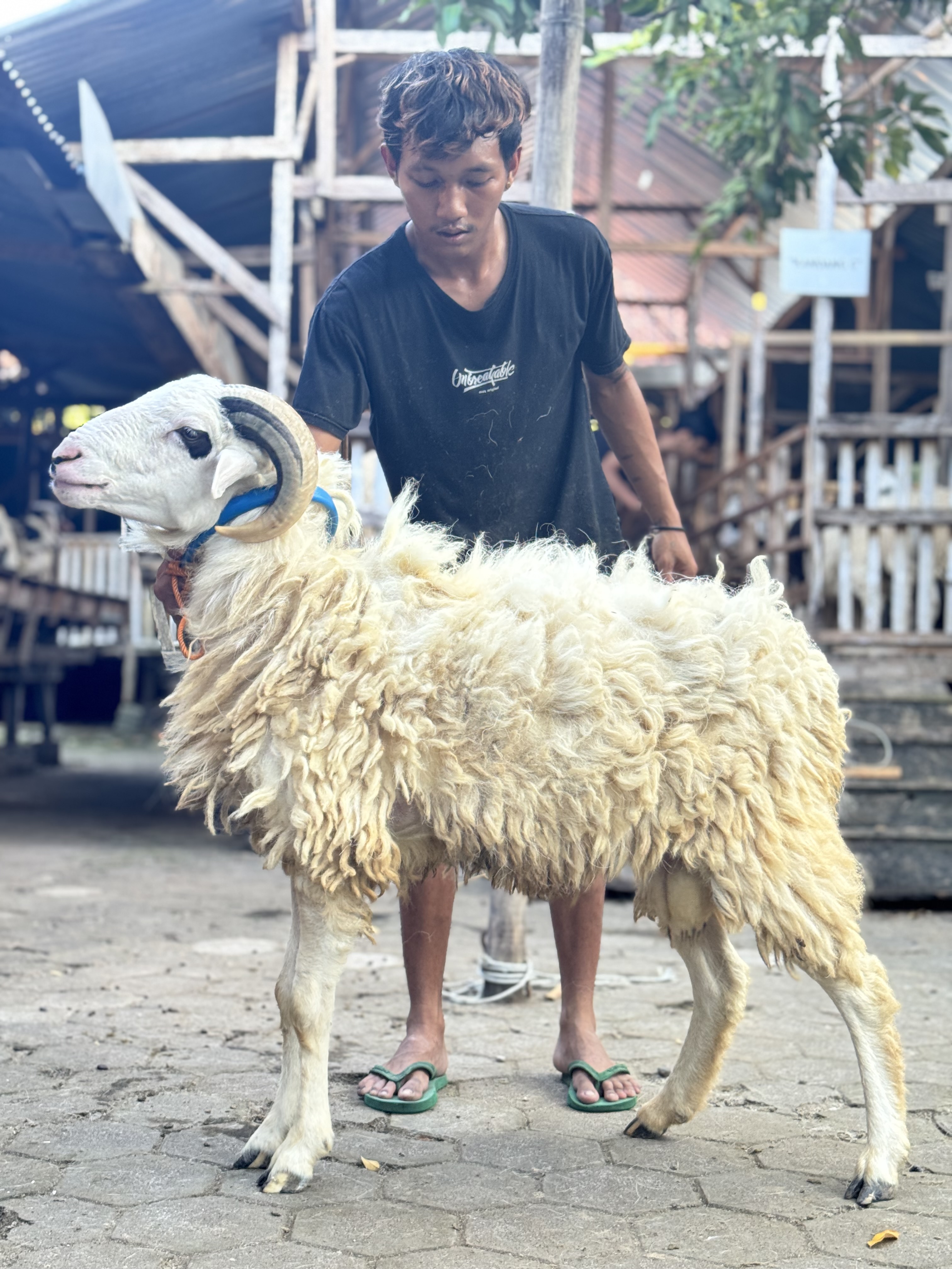 Sapi