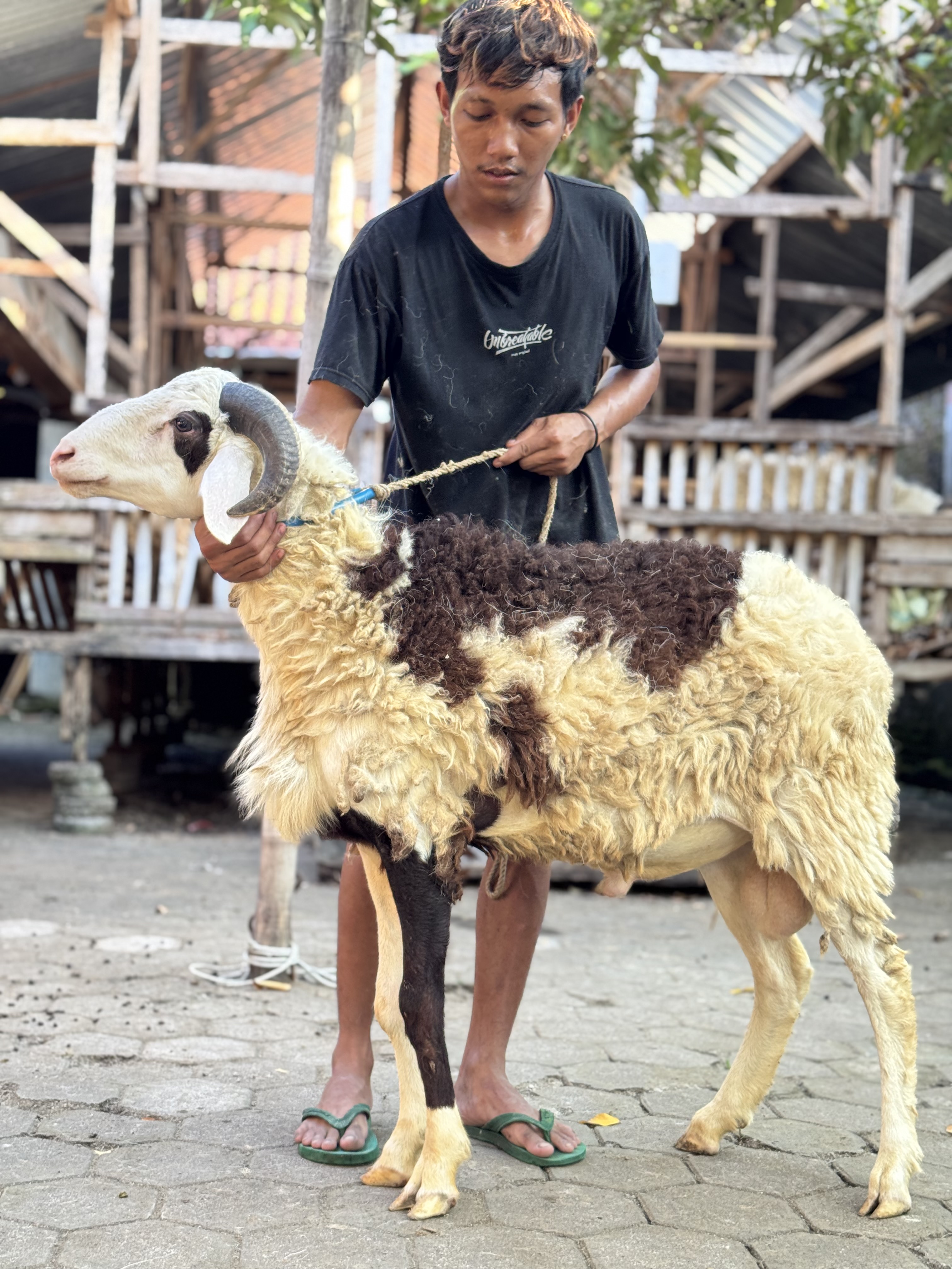 Sapi