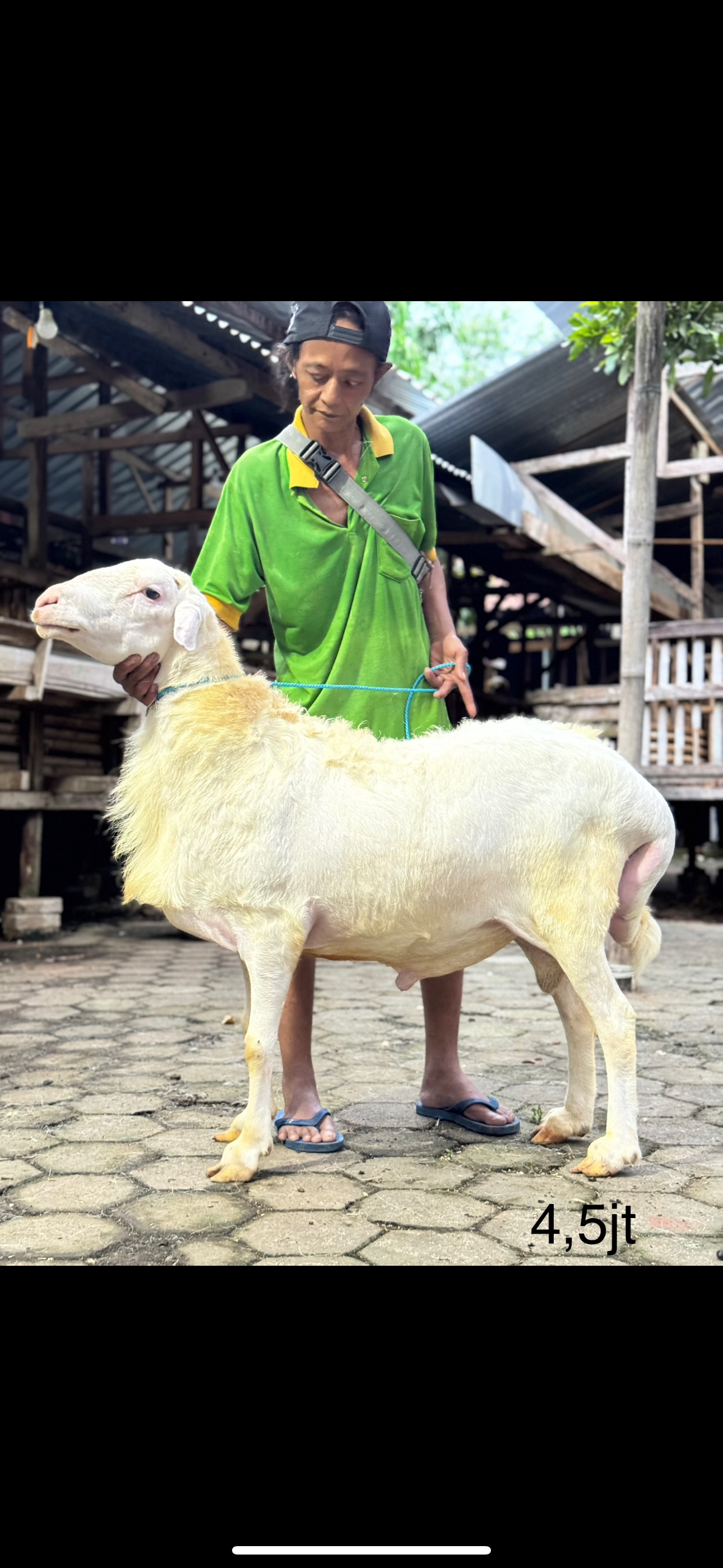 Sapi