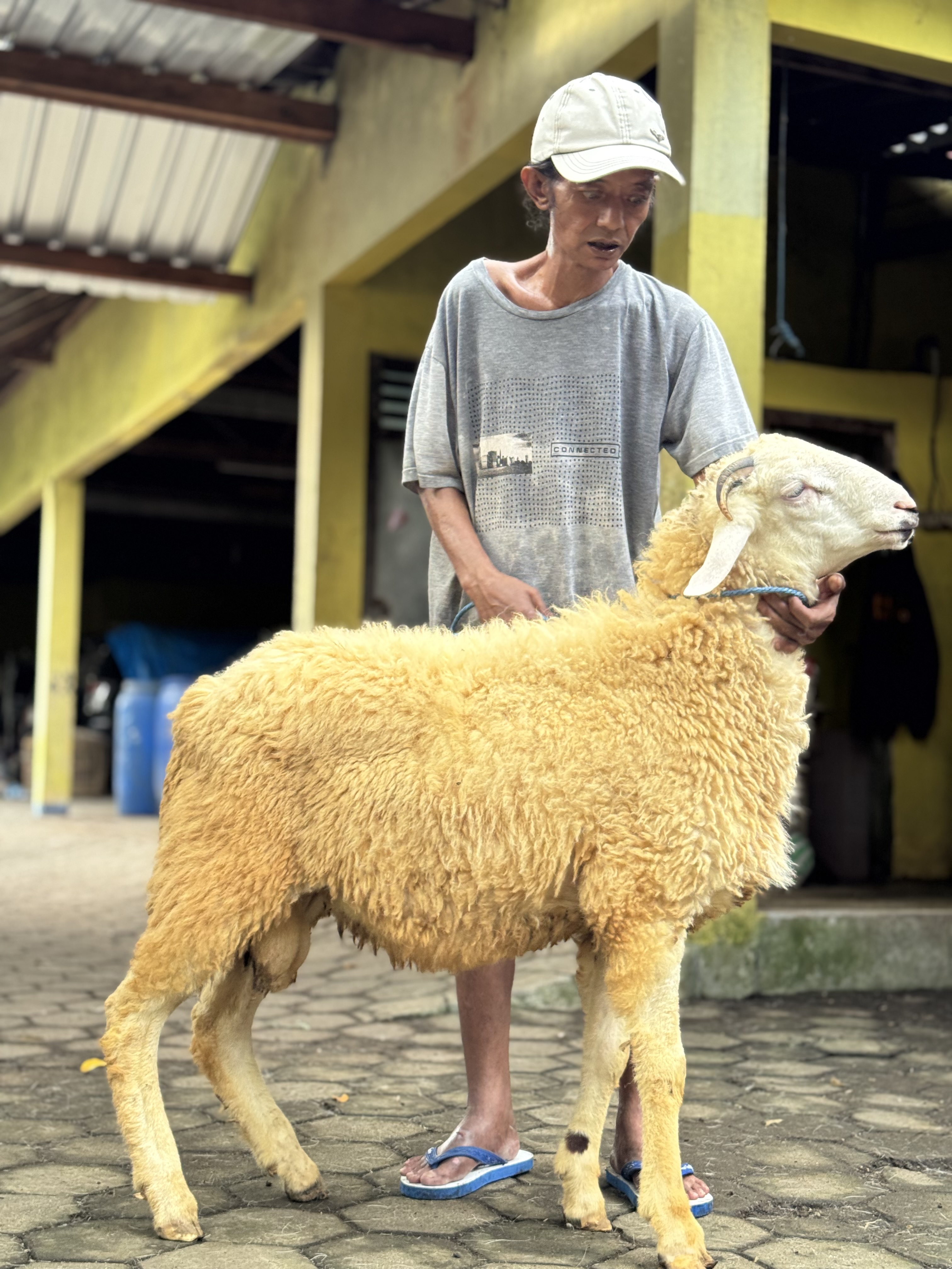 Sapi
