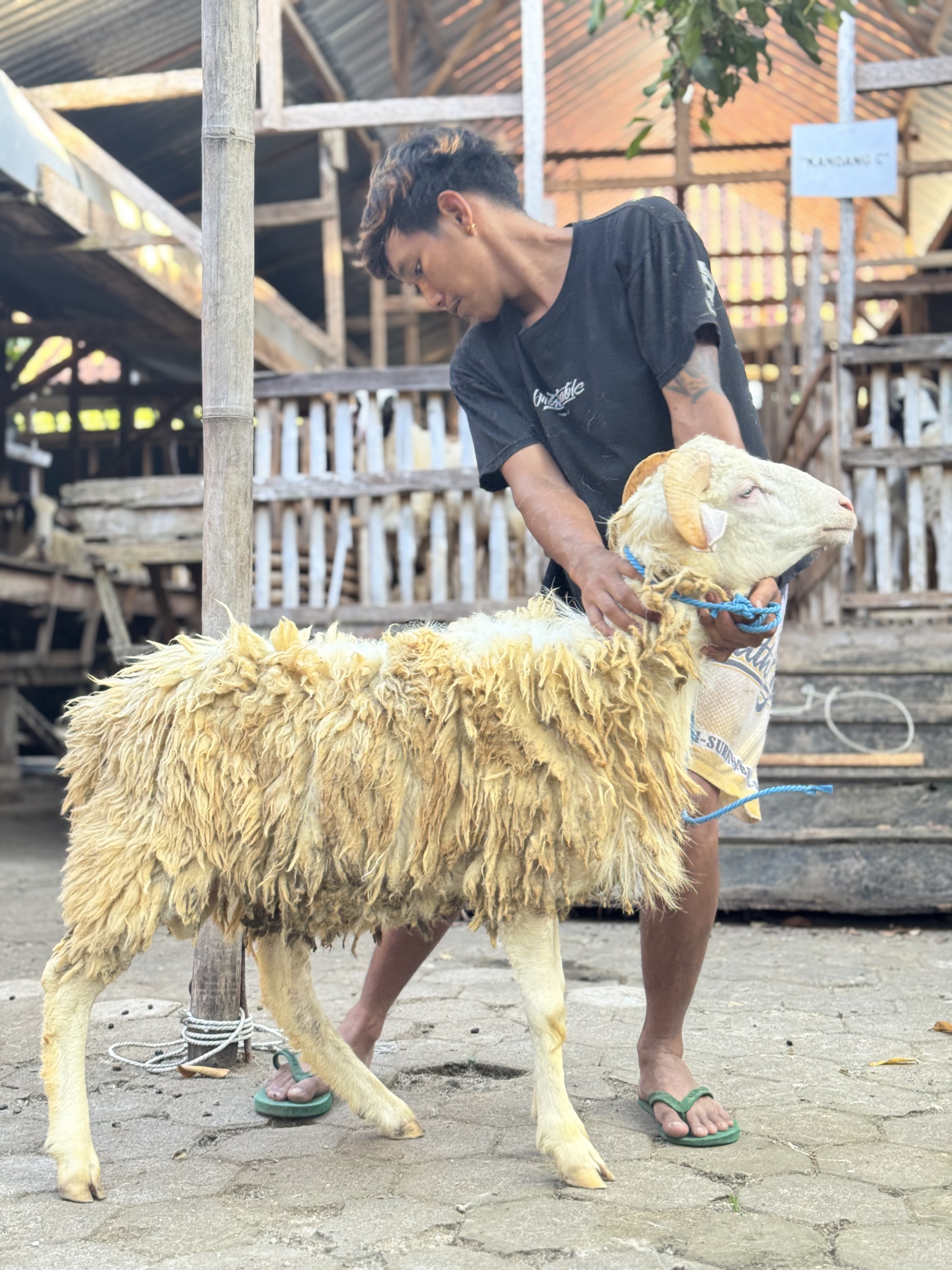 Sapi