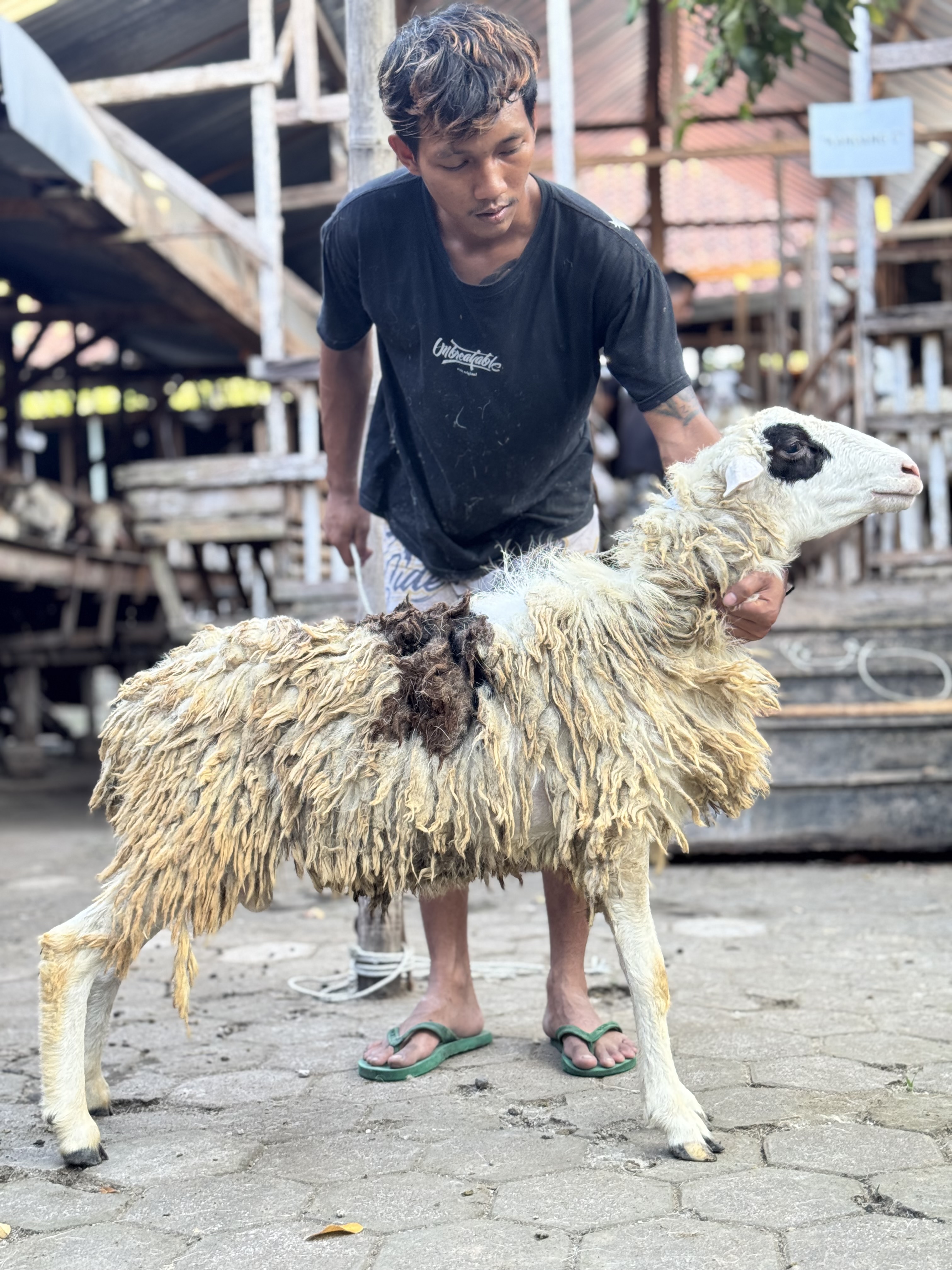 Sapi