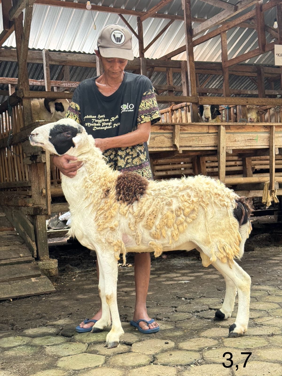Sapi