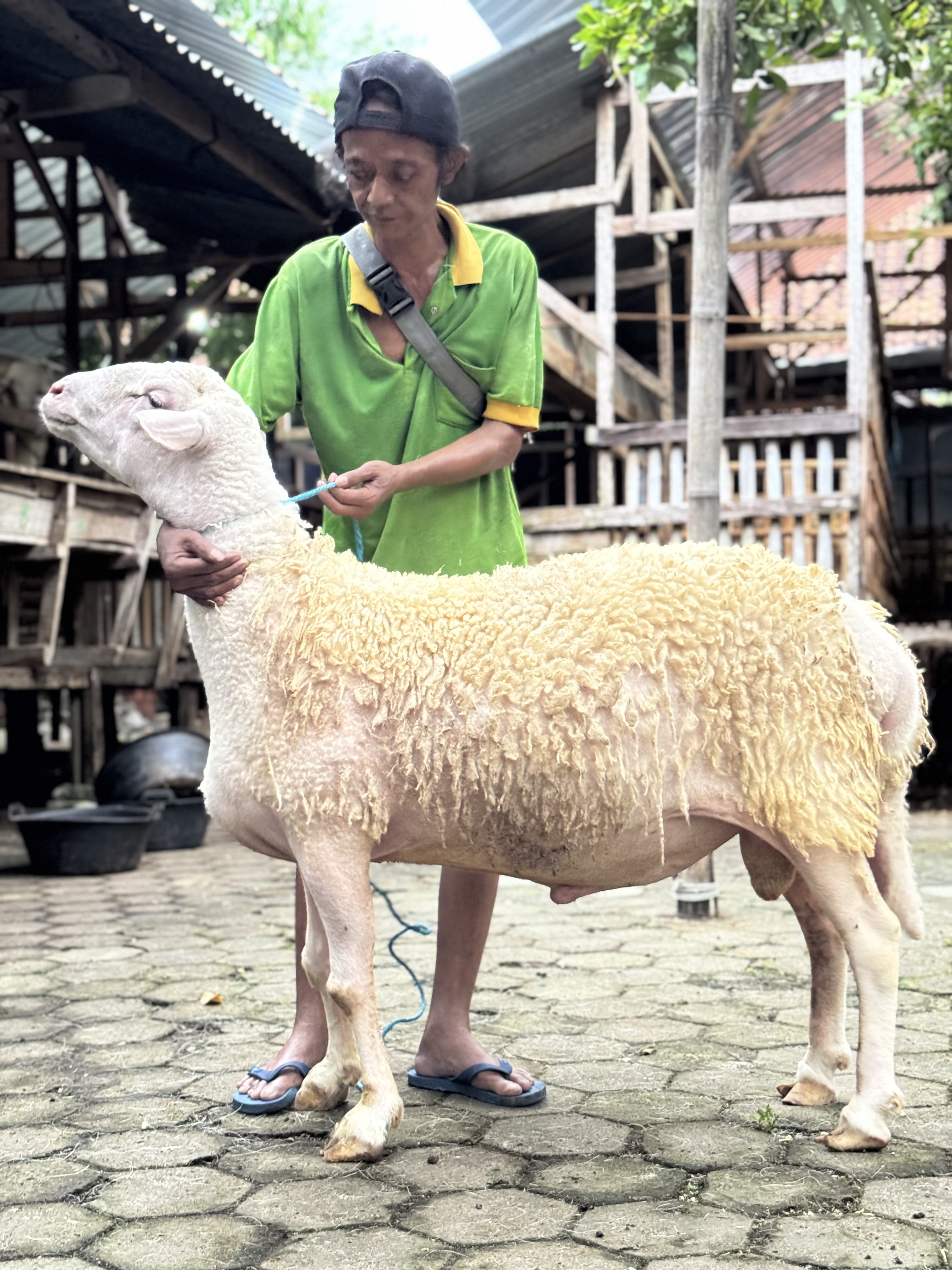 Sapi