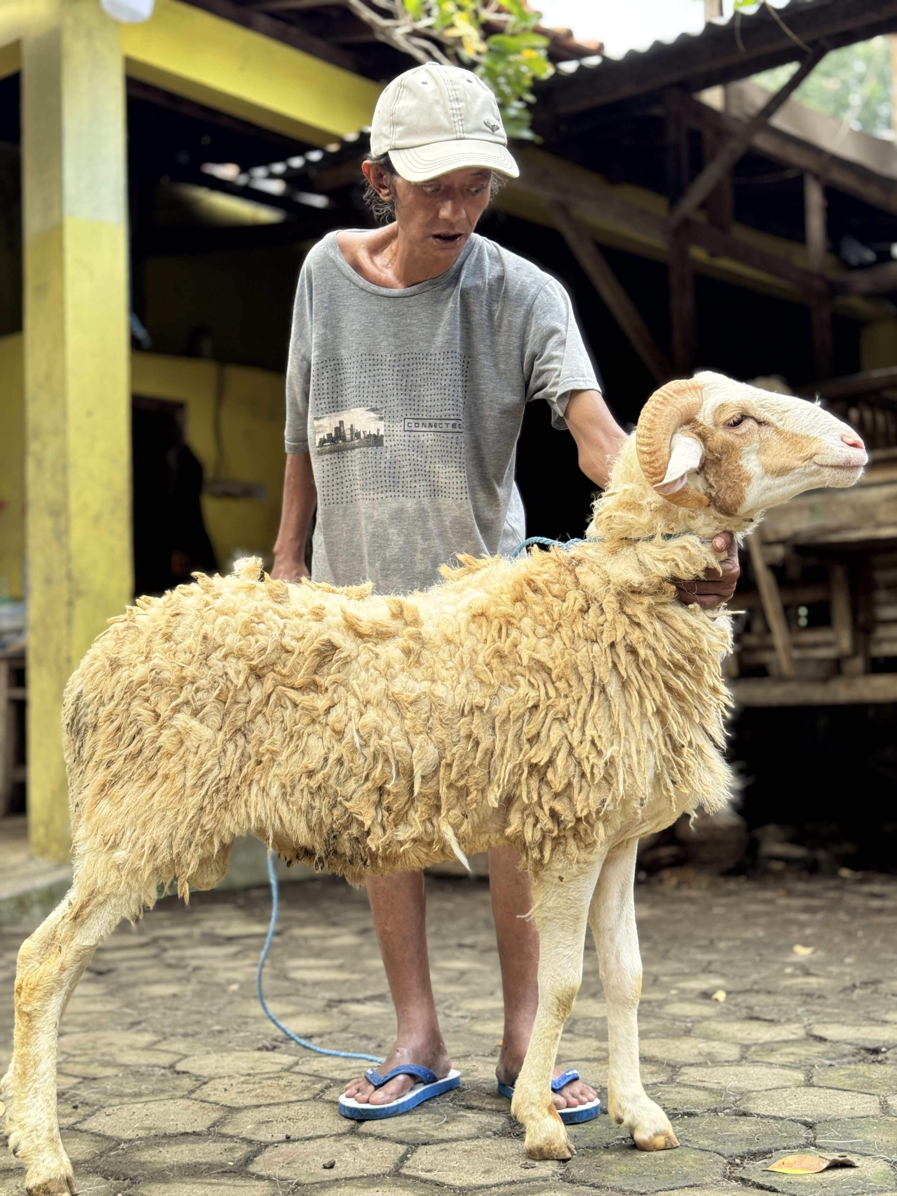 Sapi