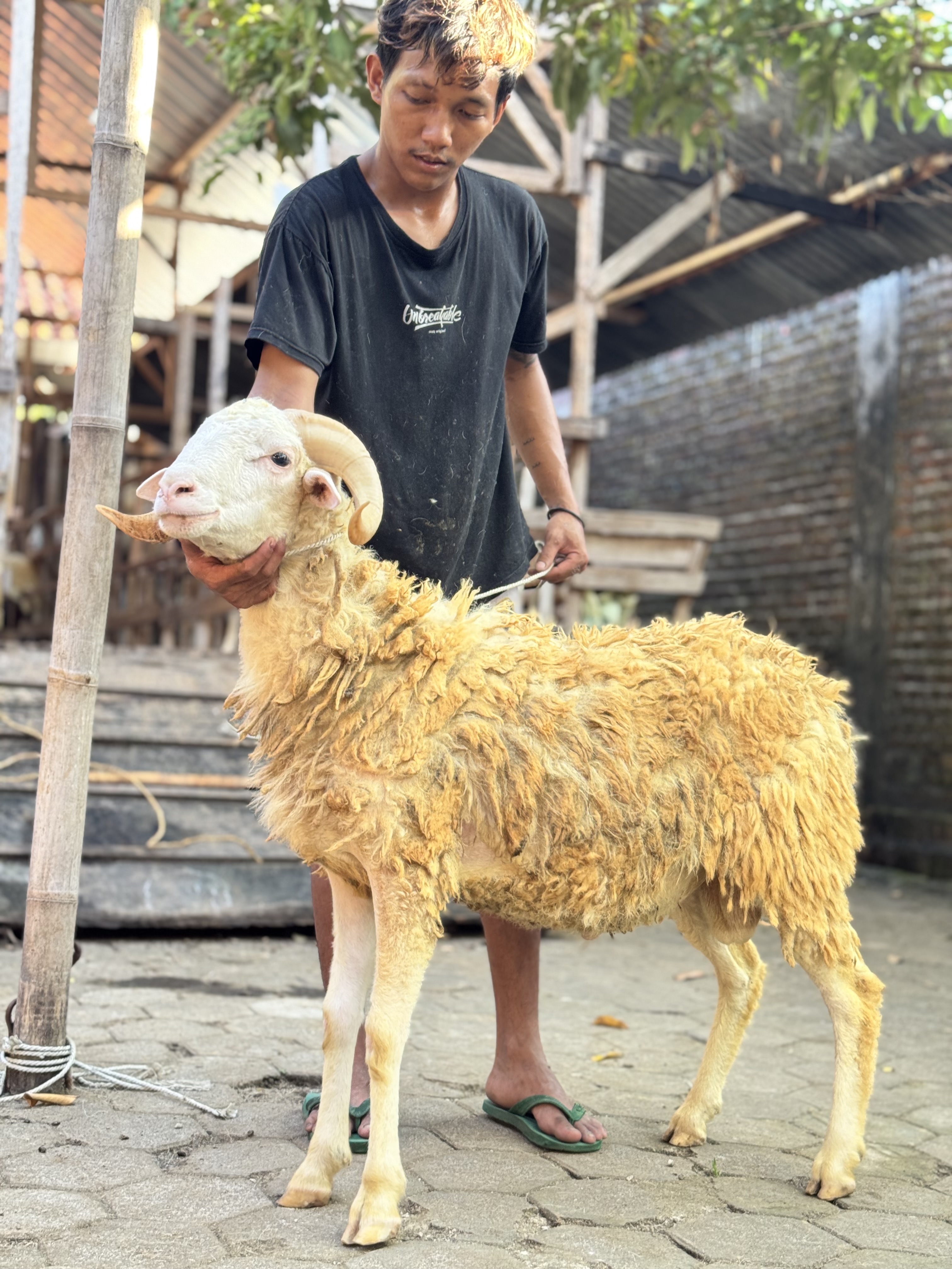 Sapi
