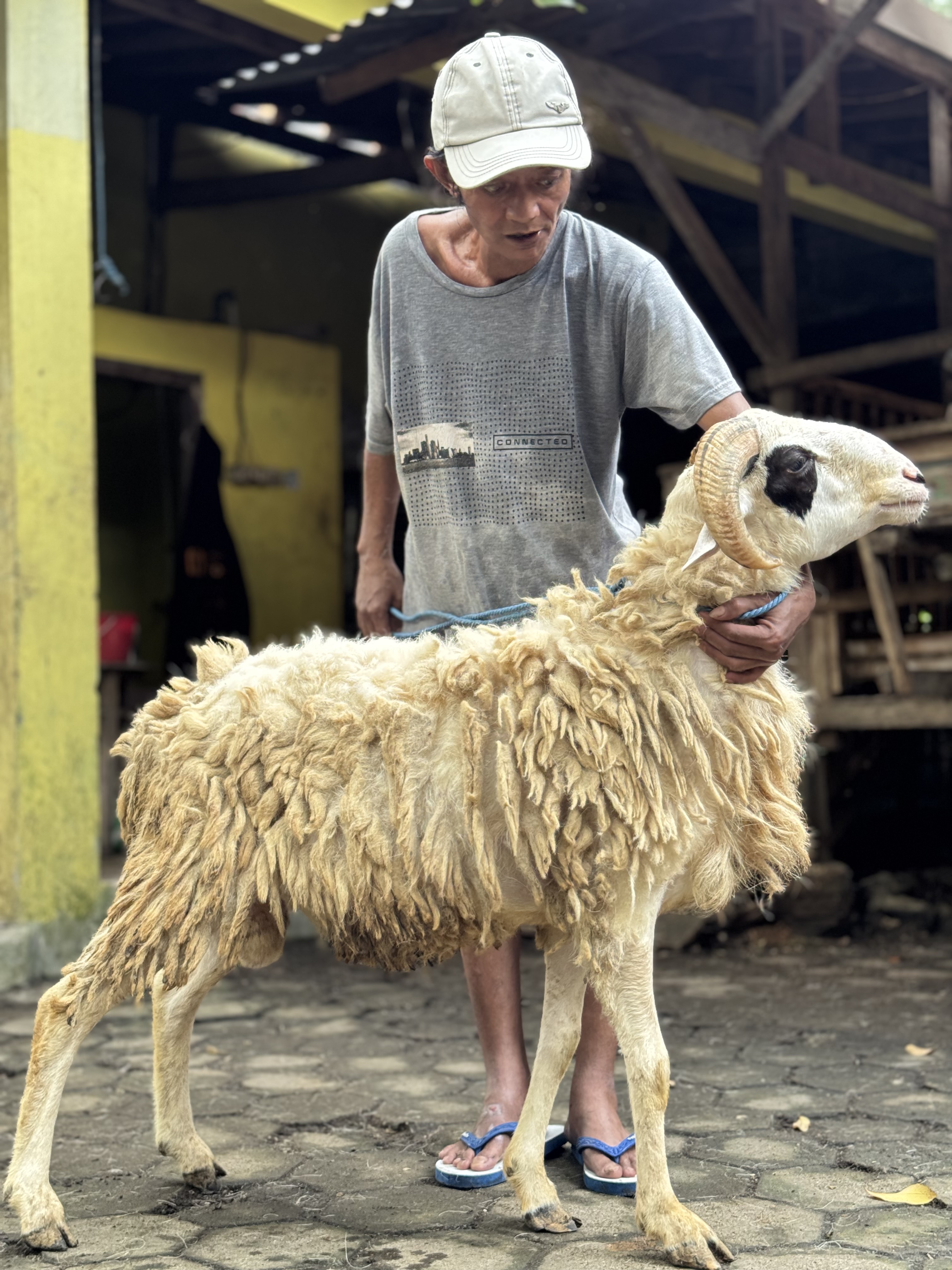 Sapi