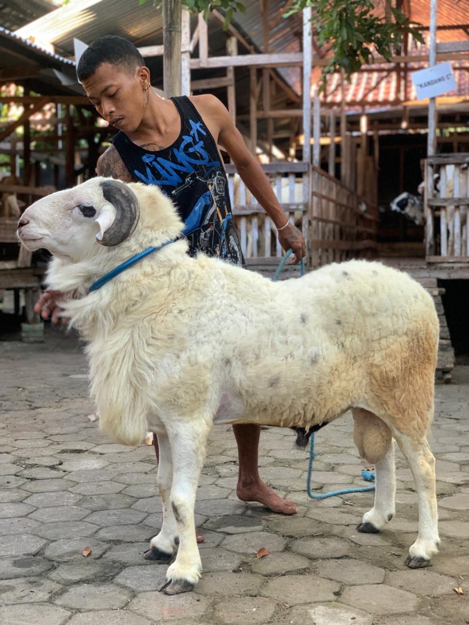Sapi