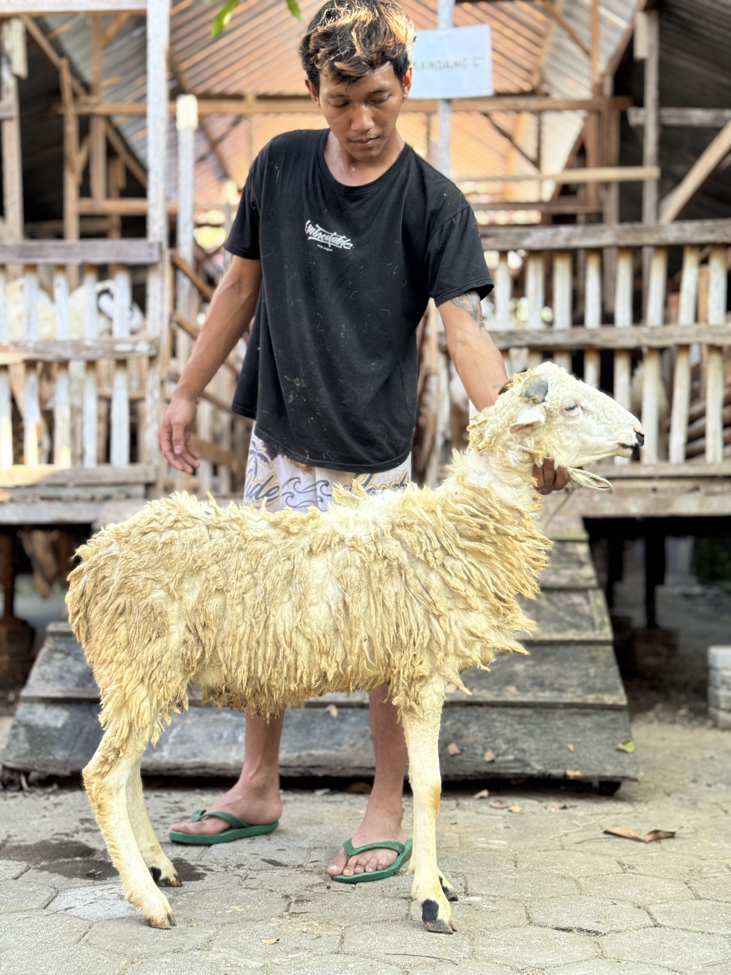 Sapi