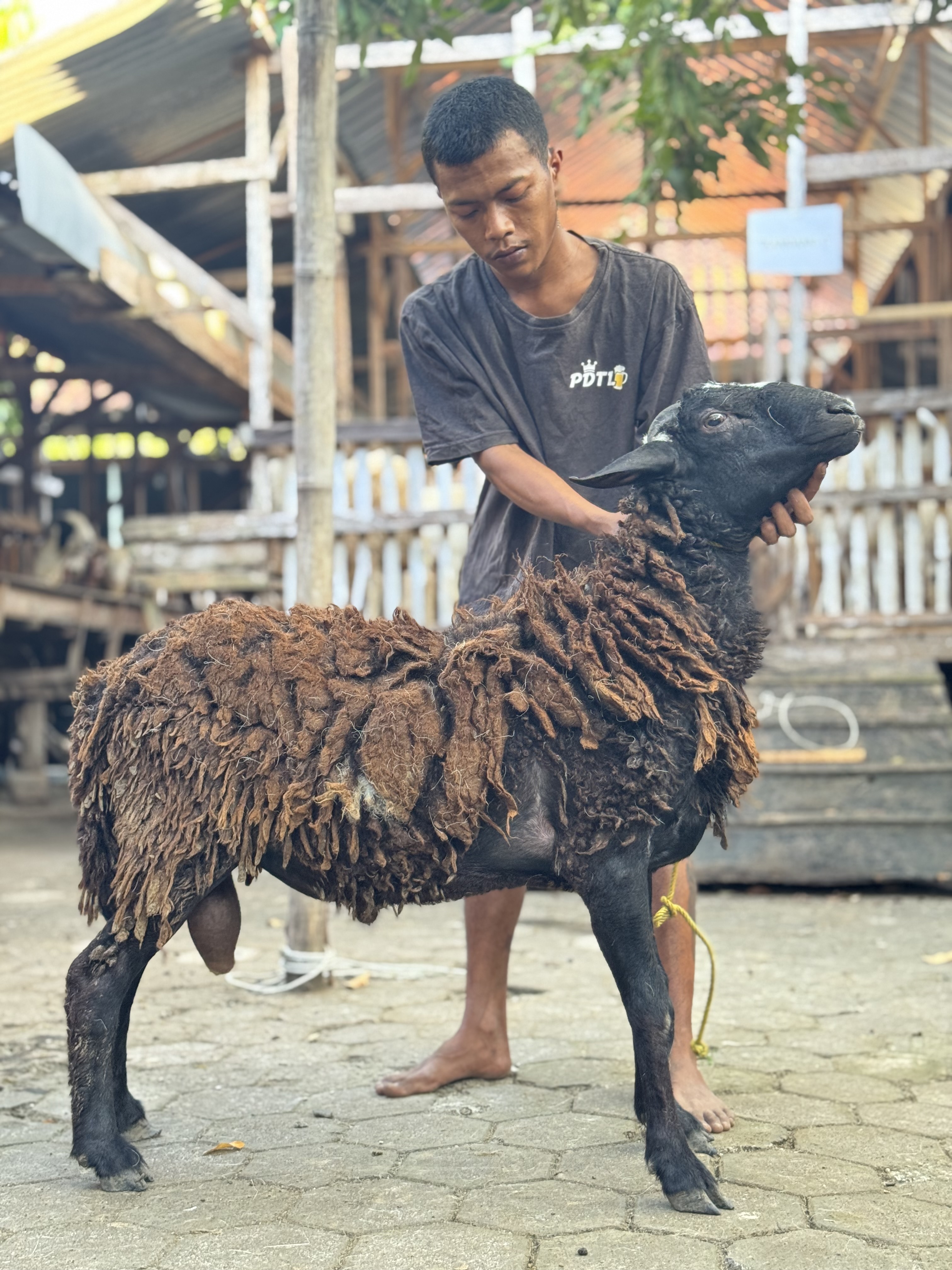 Sapi