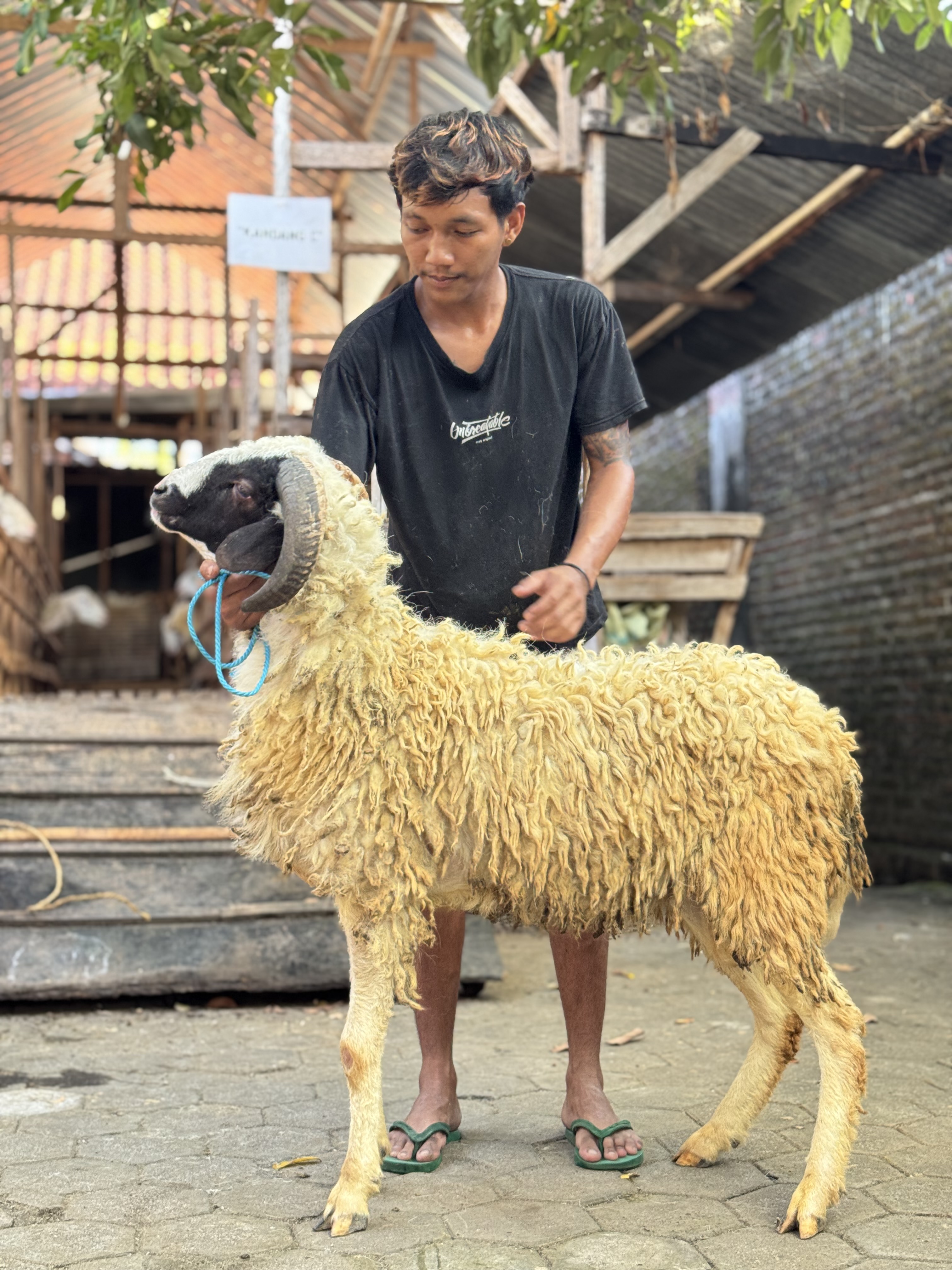 Sapi
