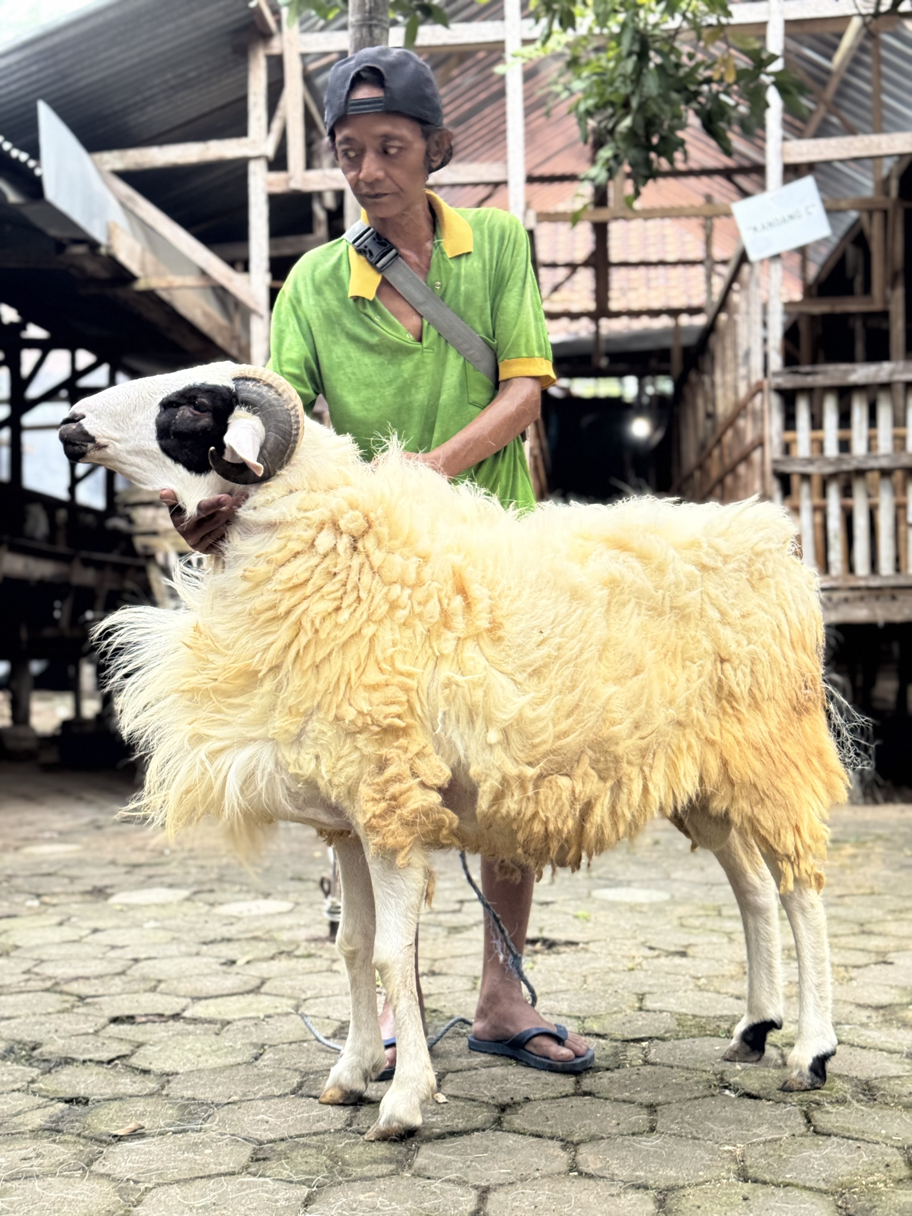 Sapi