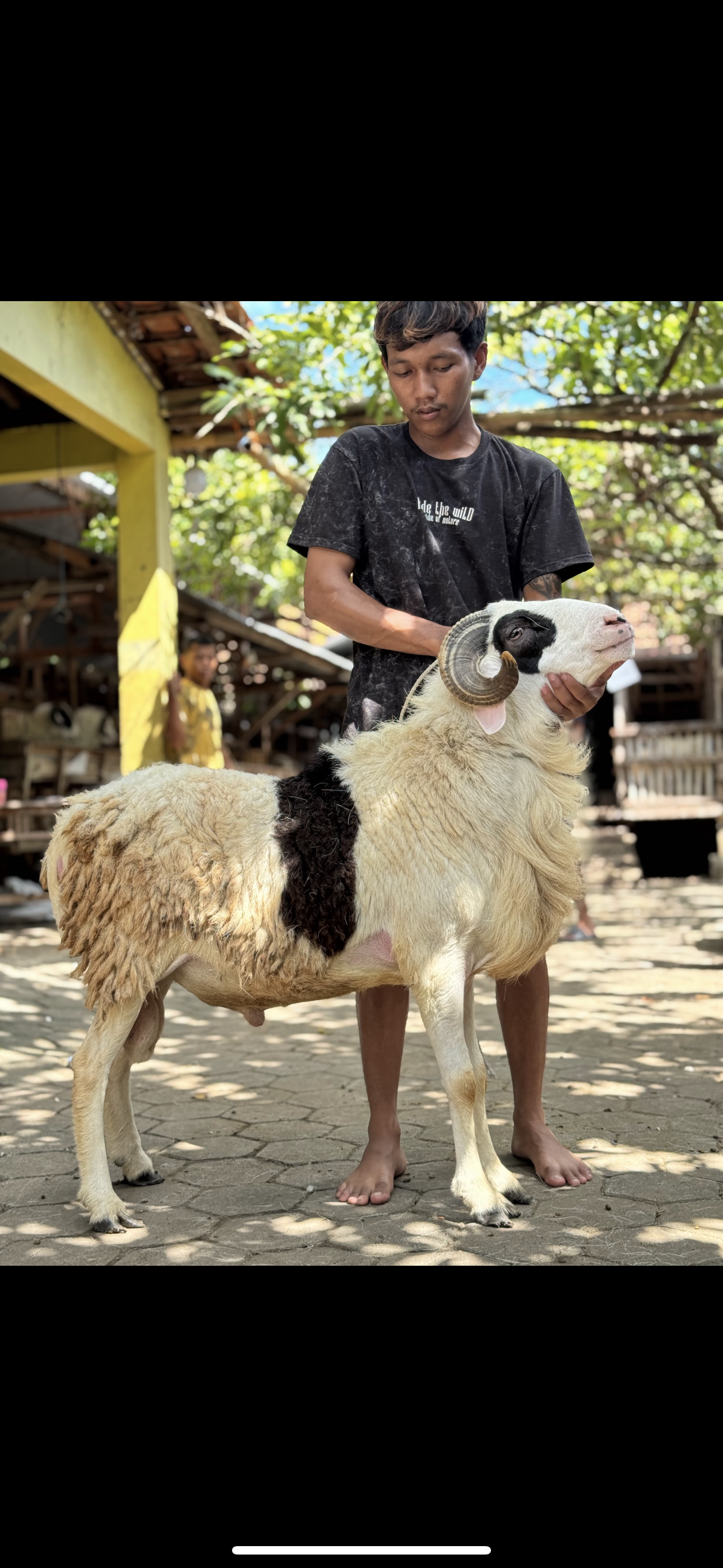 Sapi