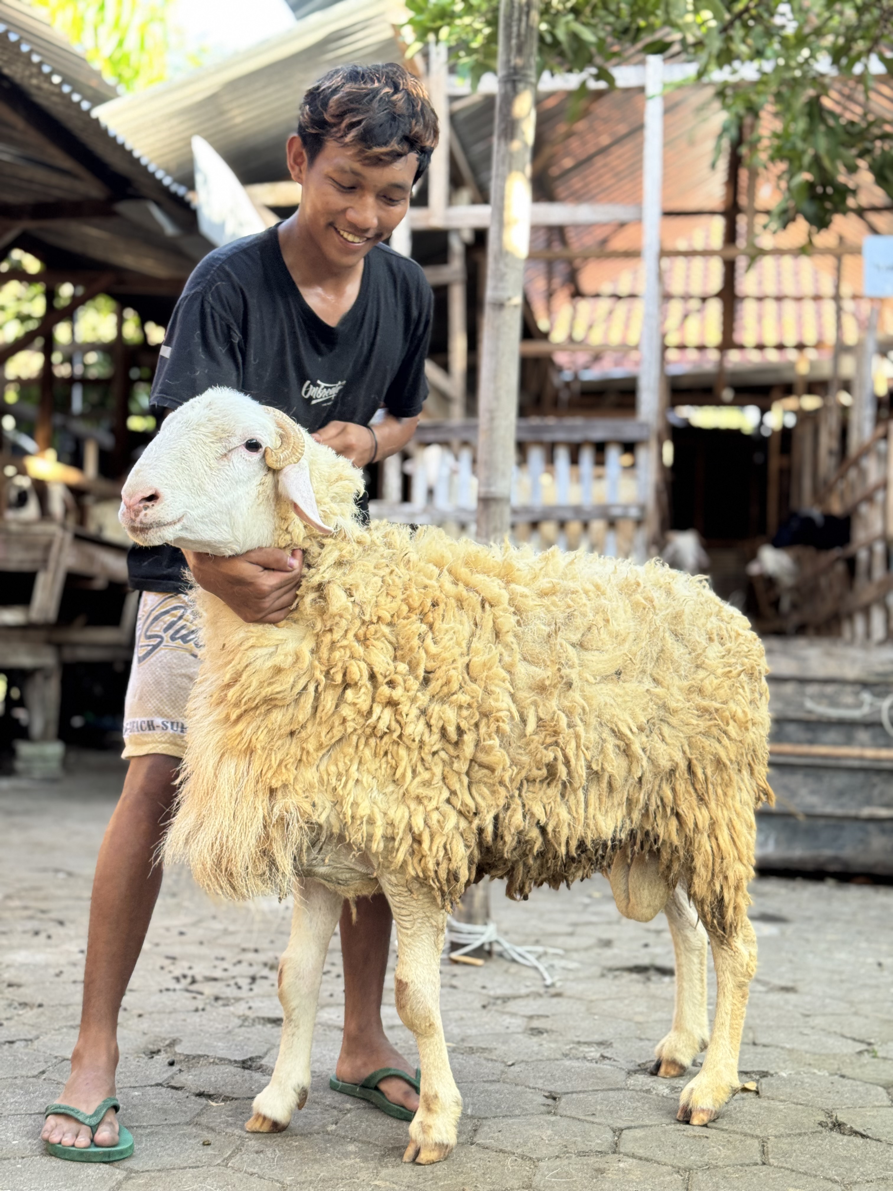 Sapi