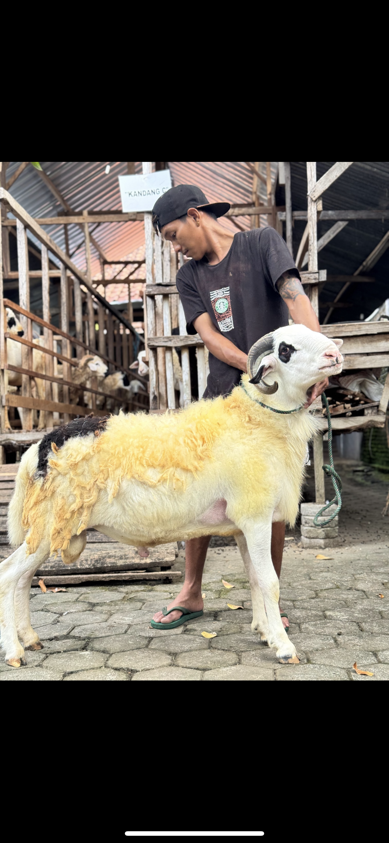 Sapi