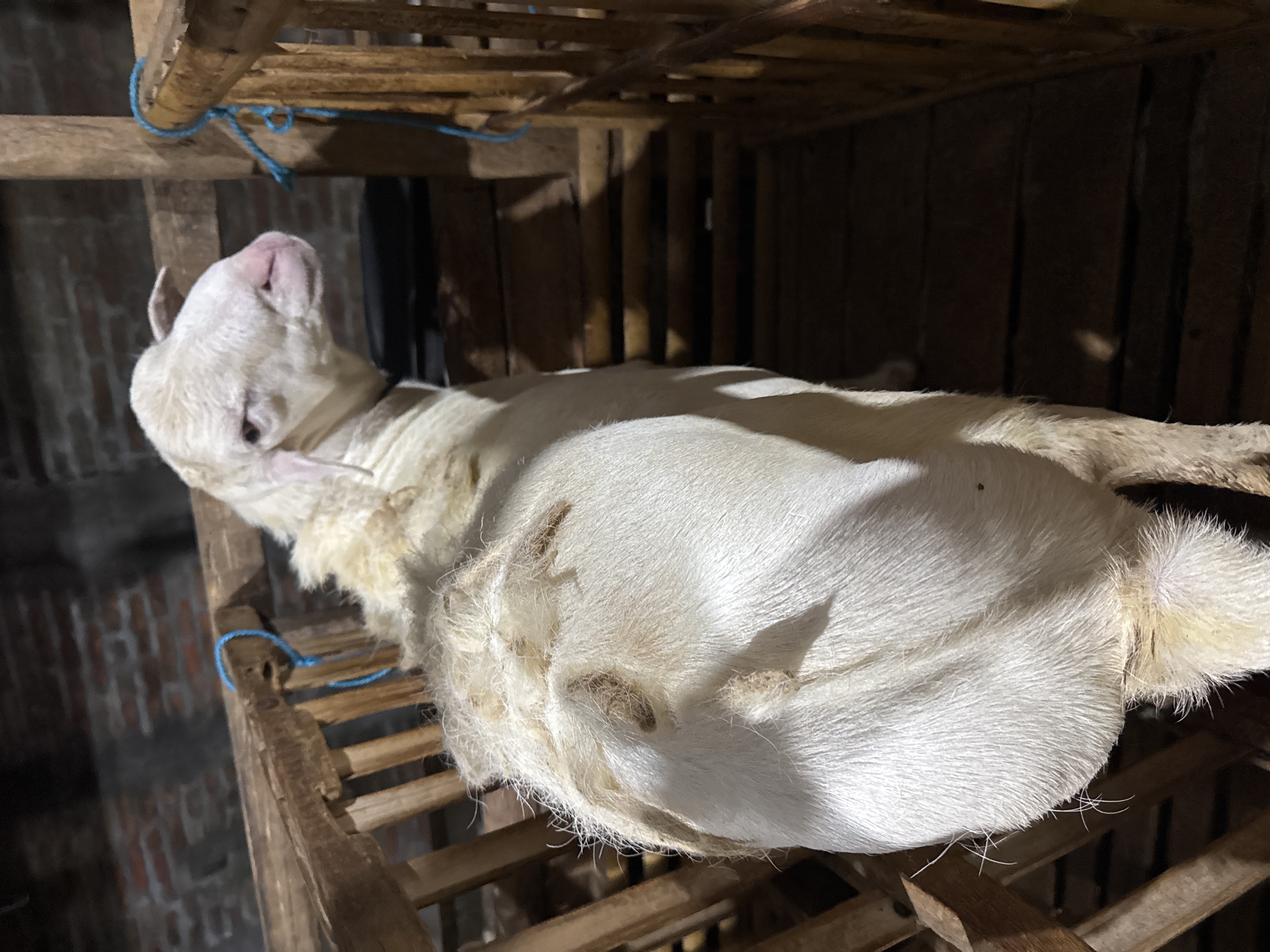 Sapi