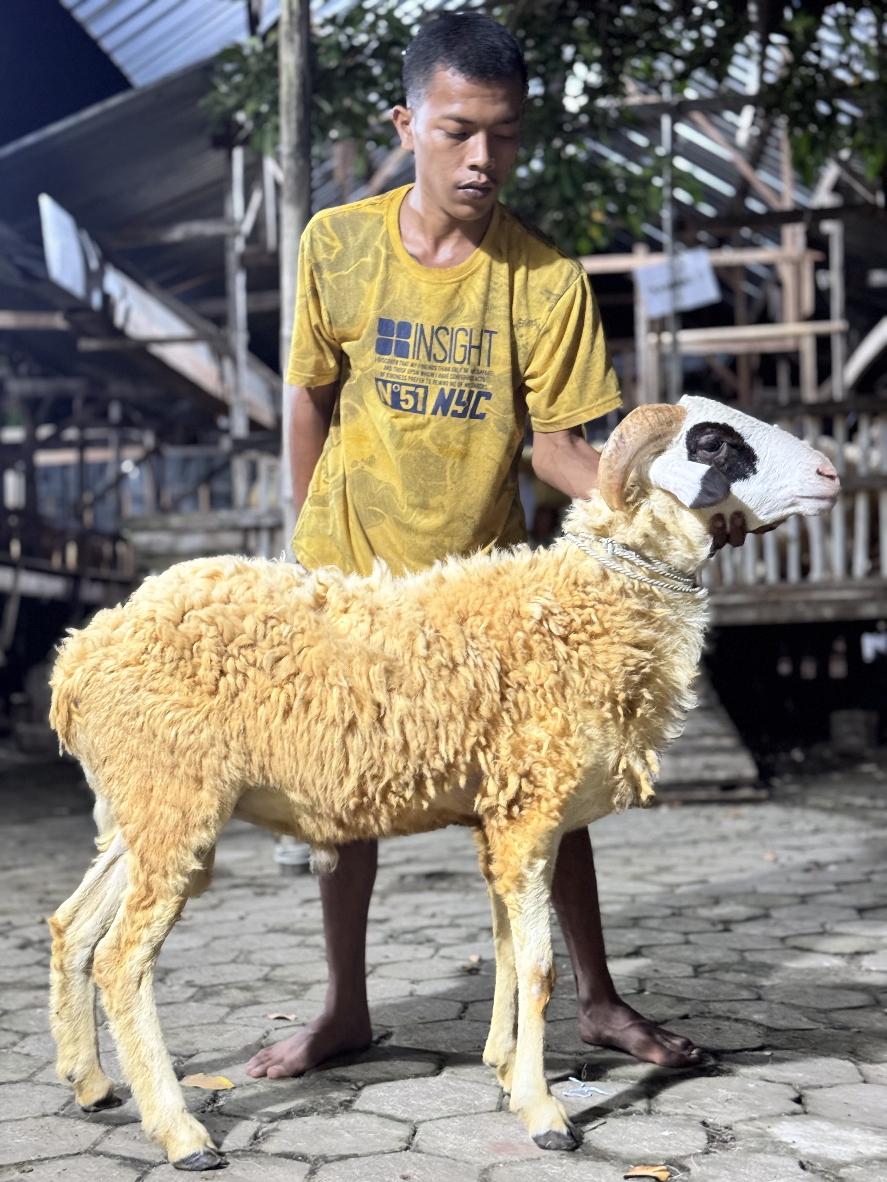 Sapi