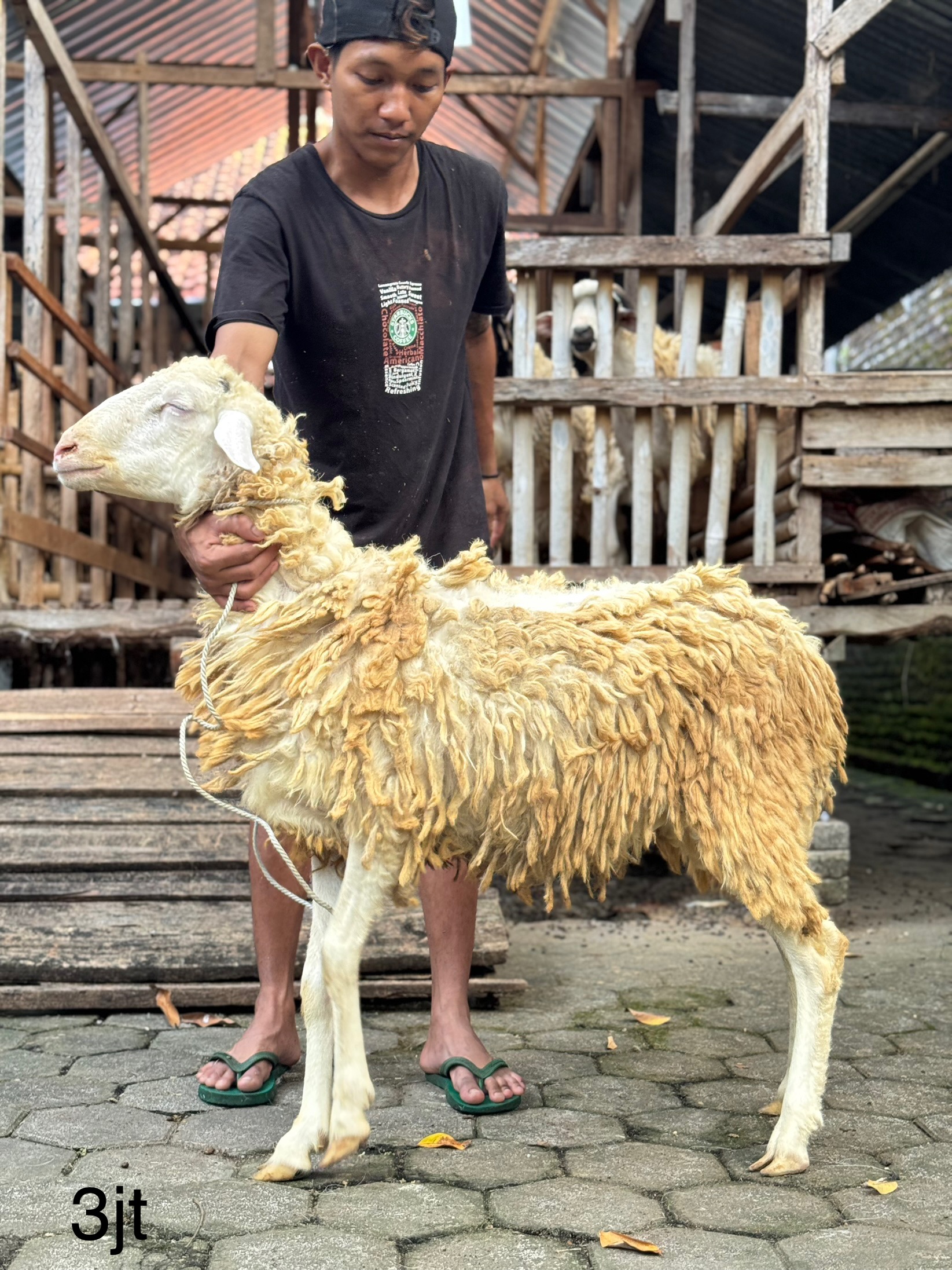 Sapi
