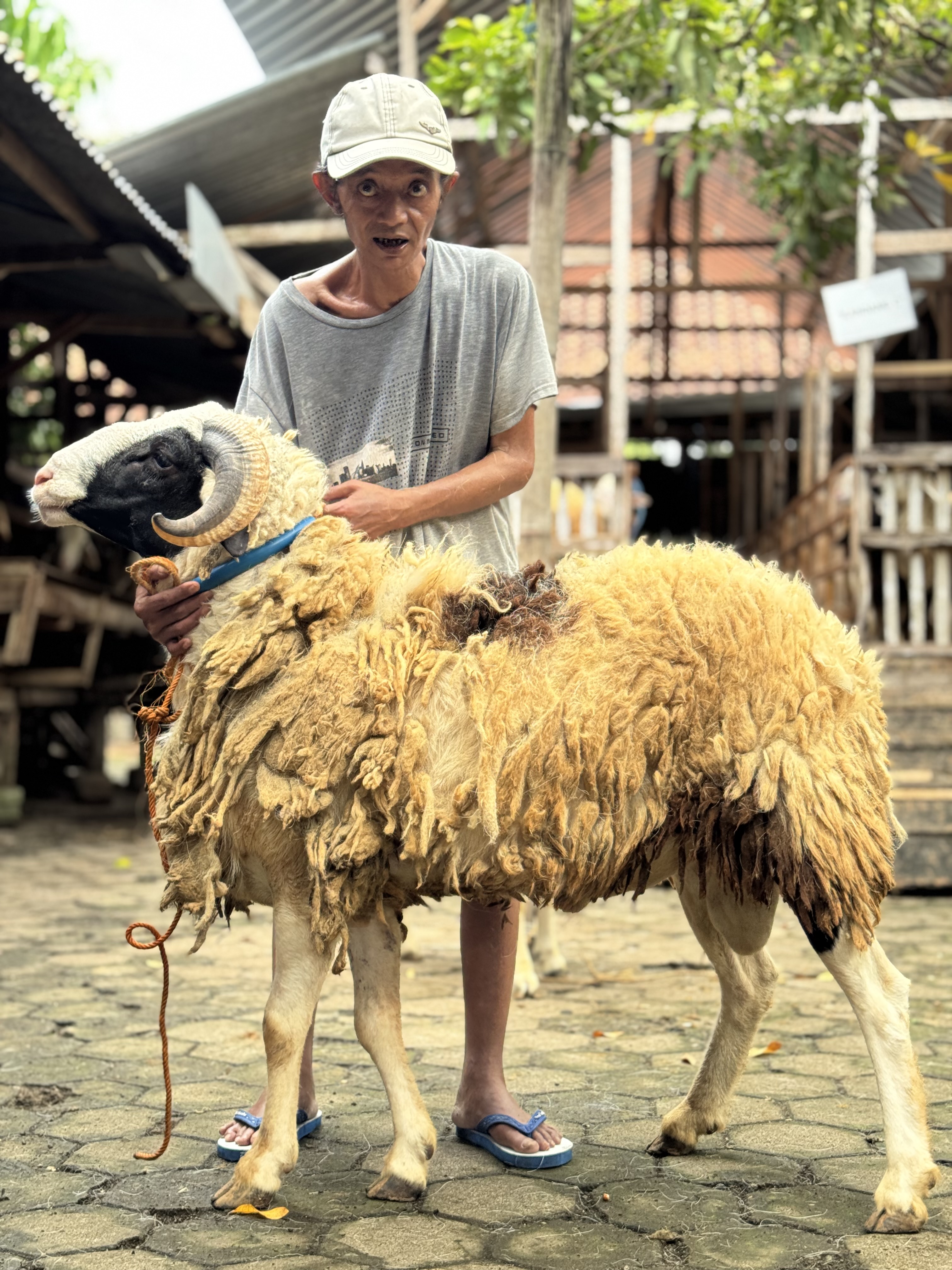 Sapi
