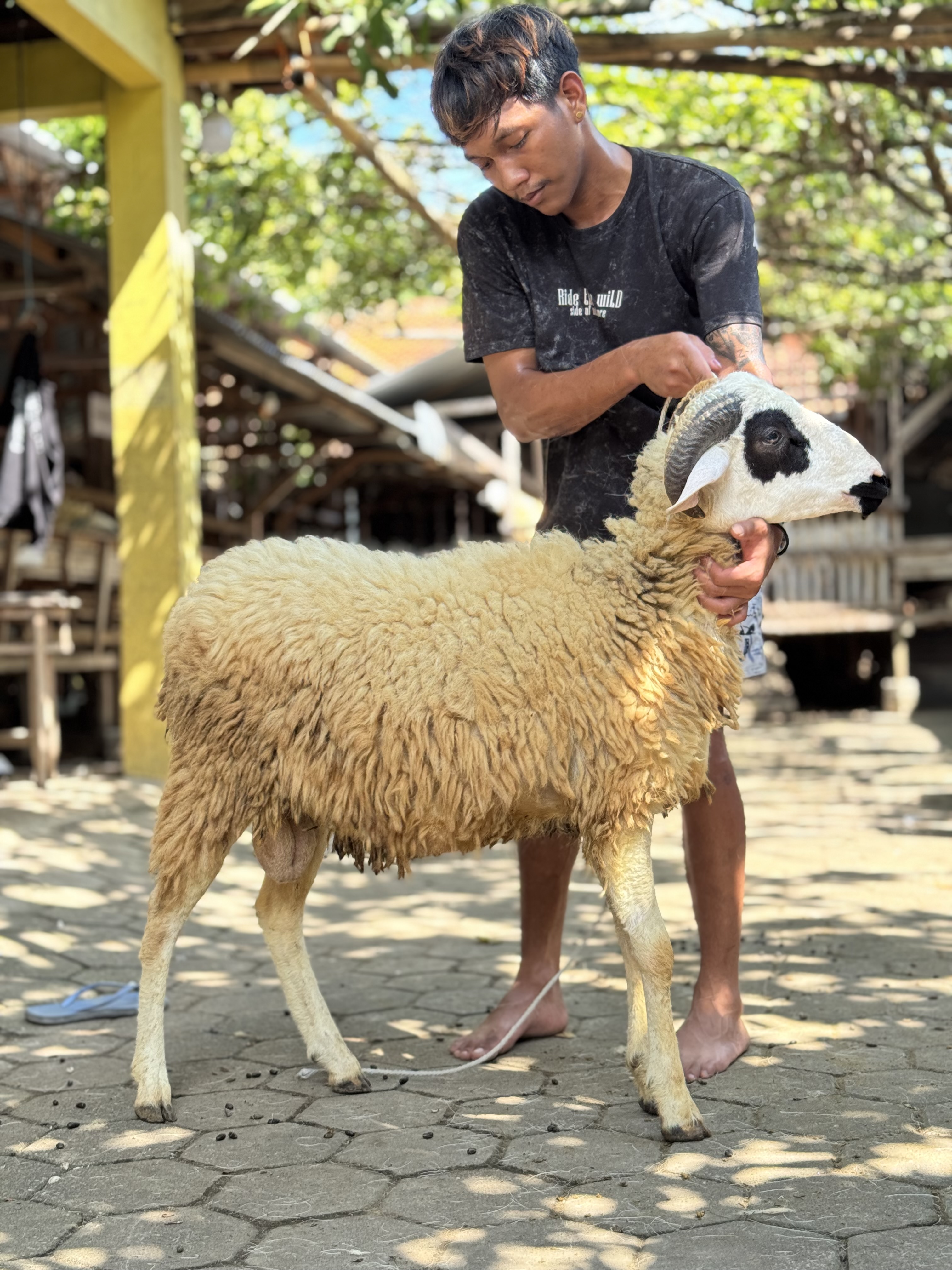 Sapi