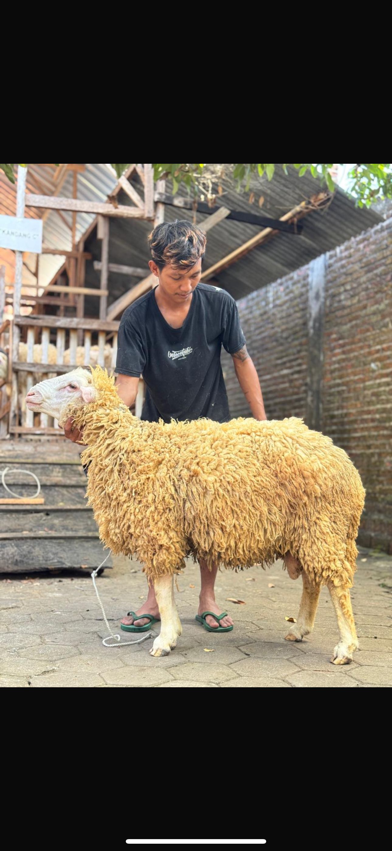 Sapi