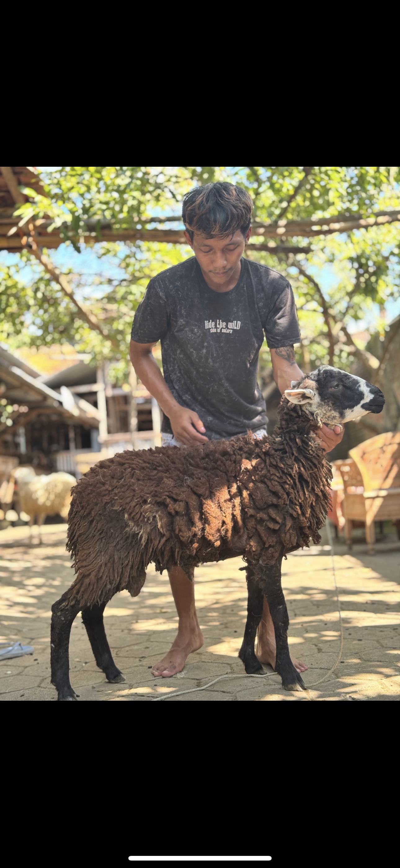 Sapi