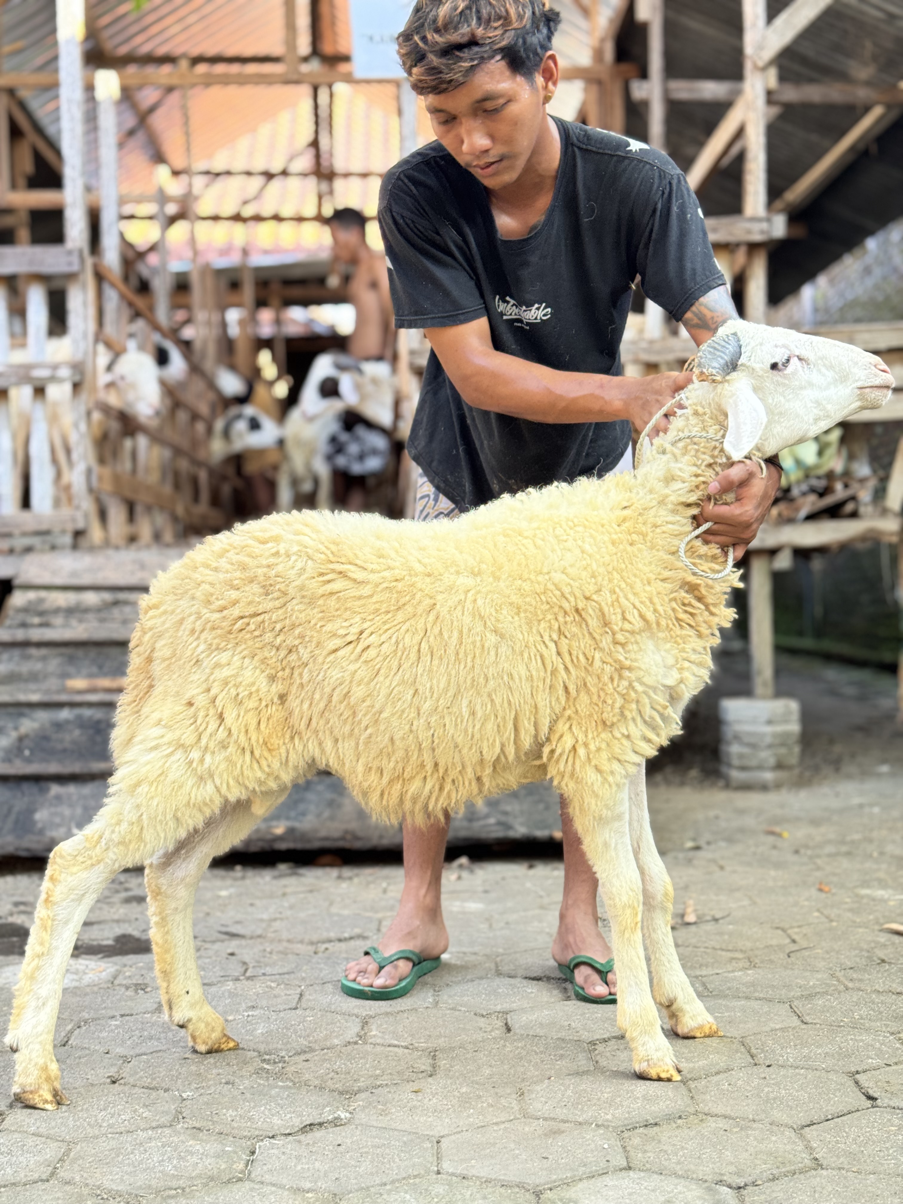 Sapi