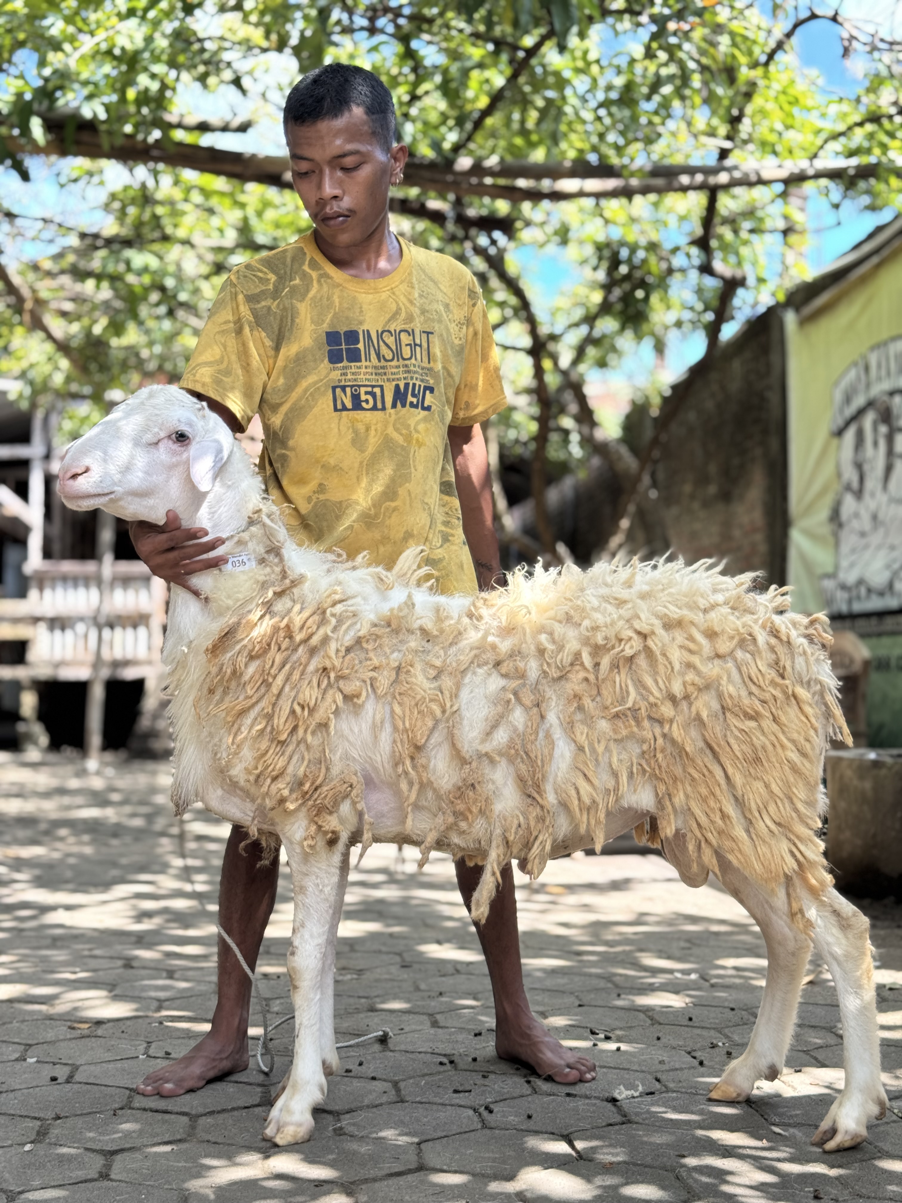 Sapi