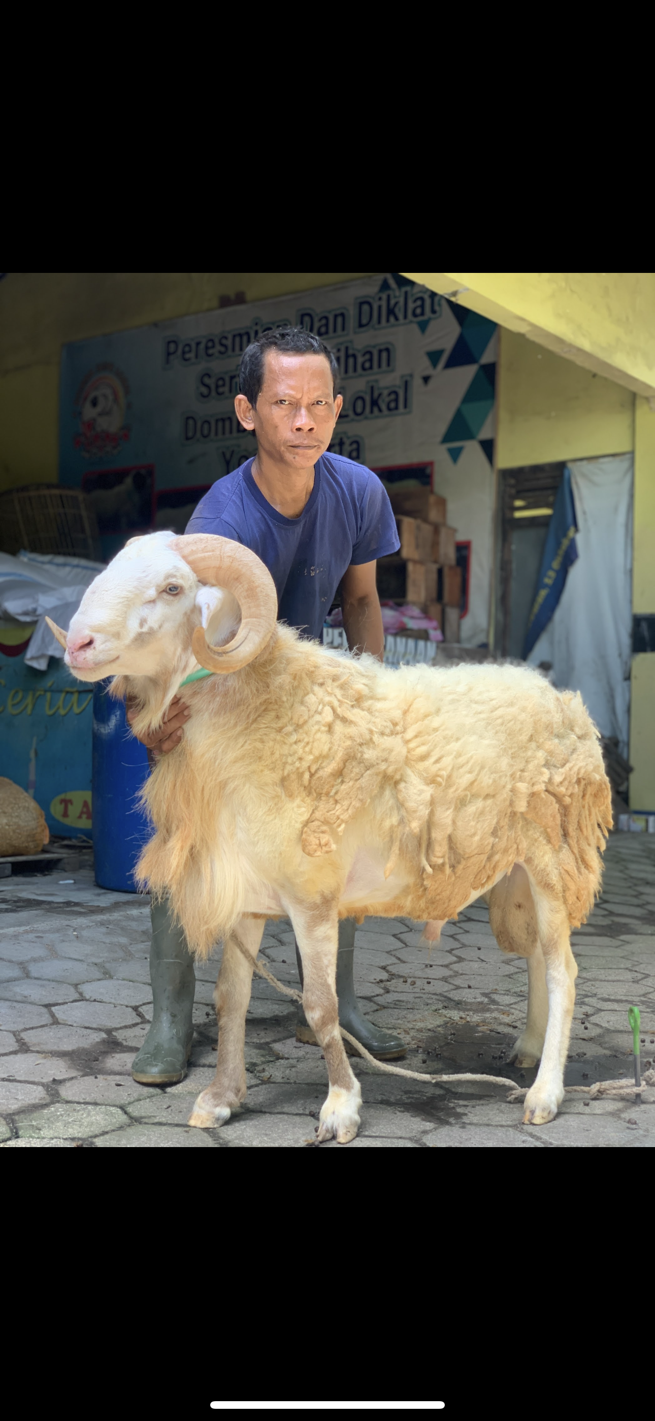 Sapi