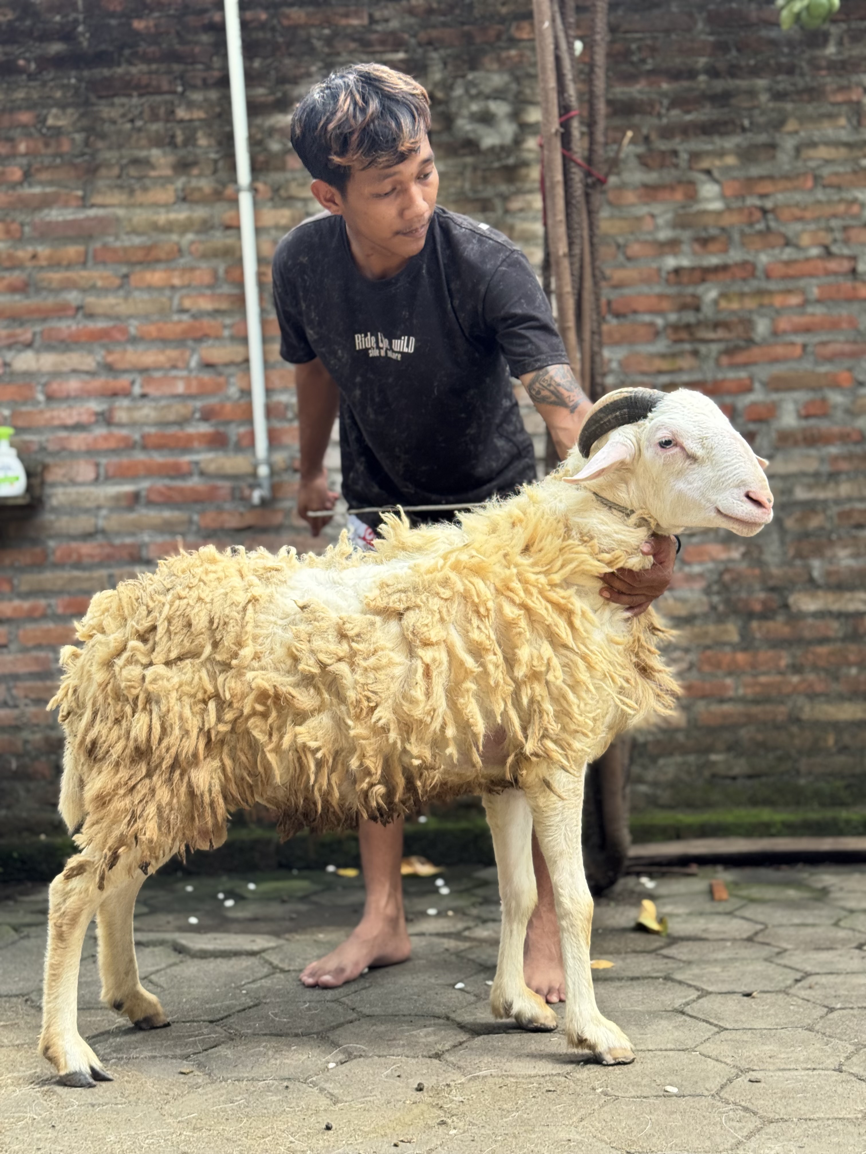 Sapi