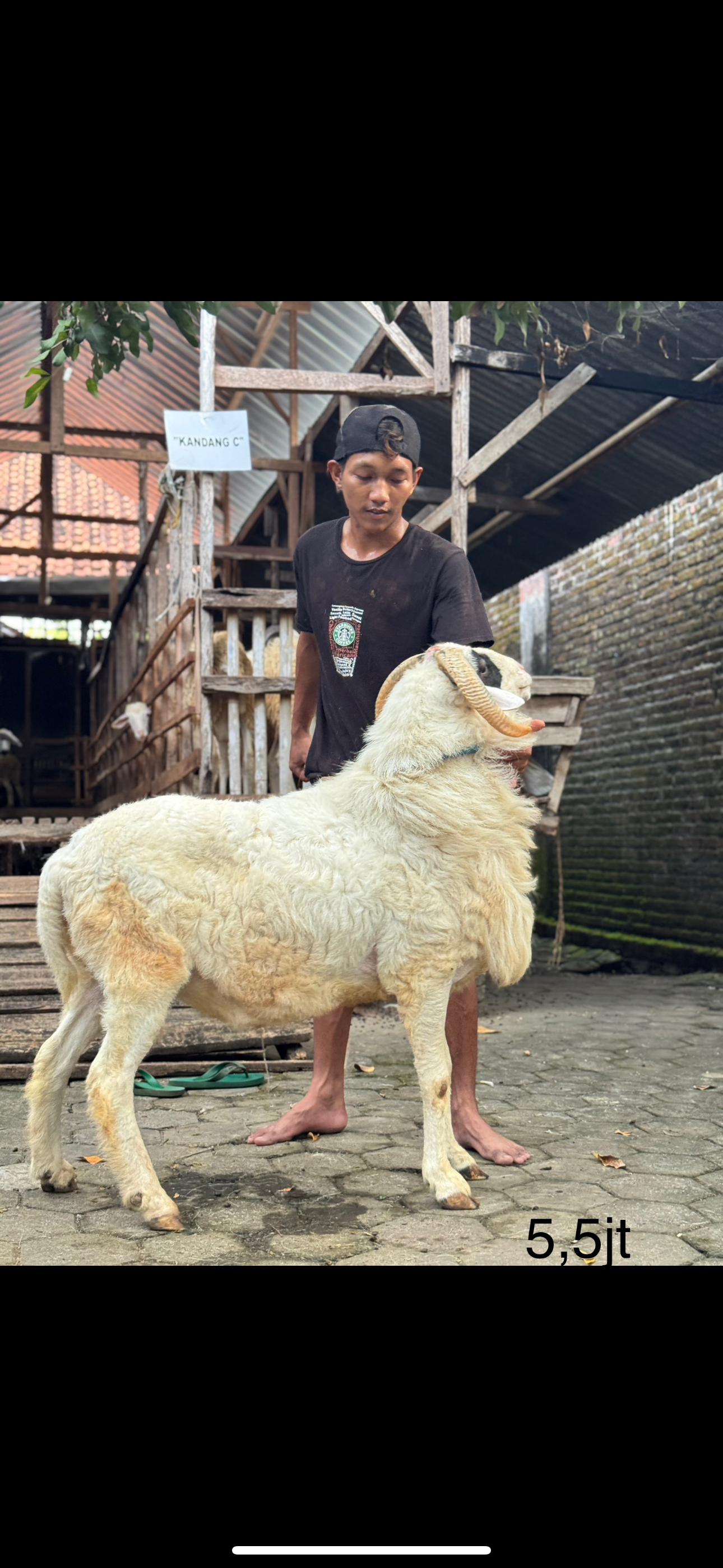 Sapi