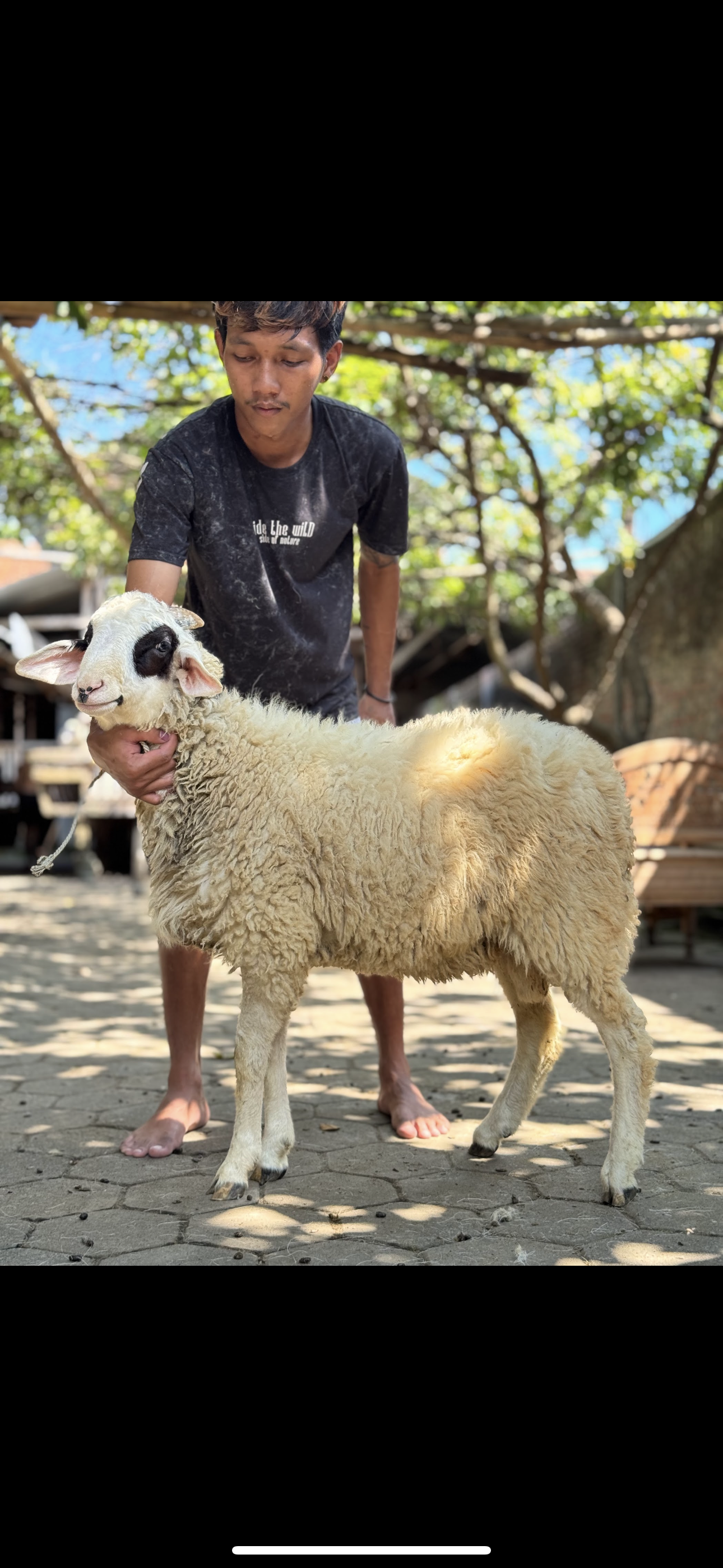 Sapi
