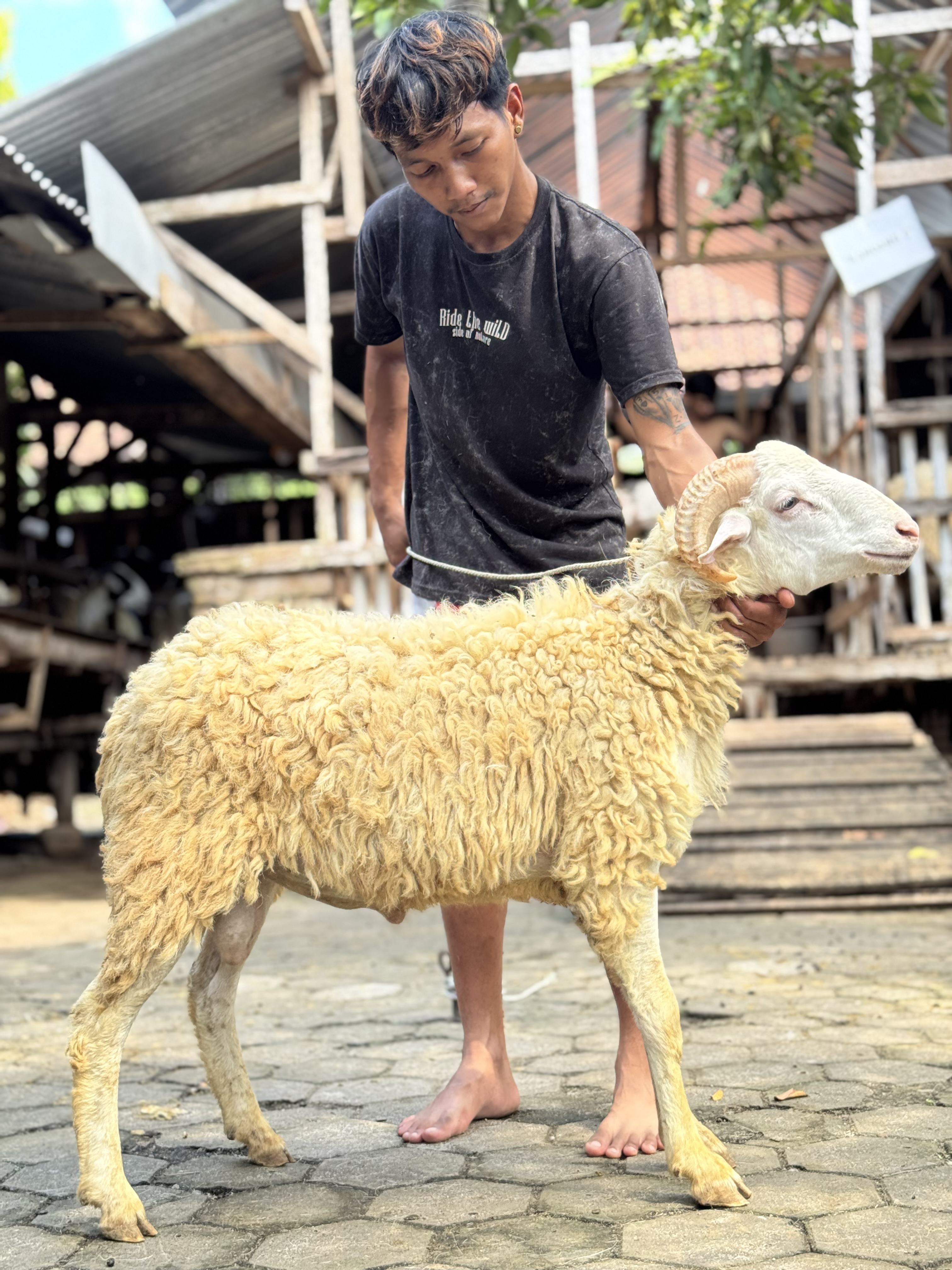 Sapi