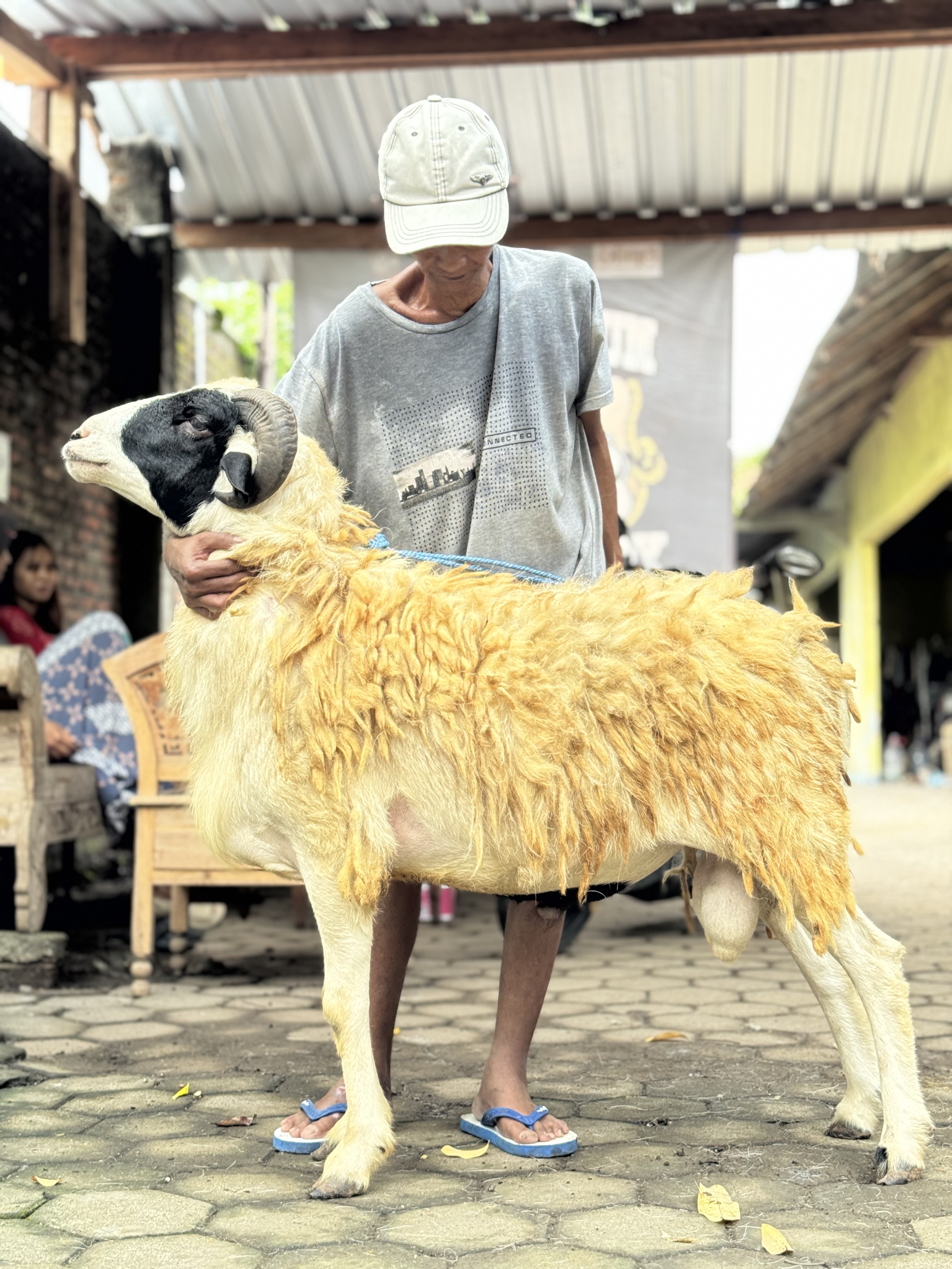 Sapi
